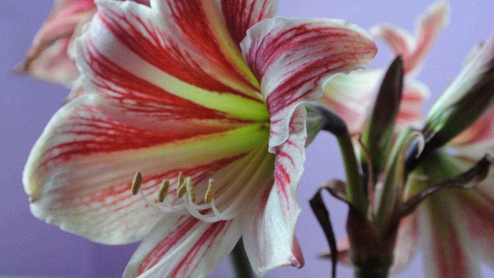 Nikon 1 J1 sample photo. Amaryllis, beautiful, flower photography