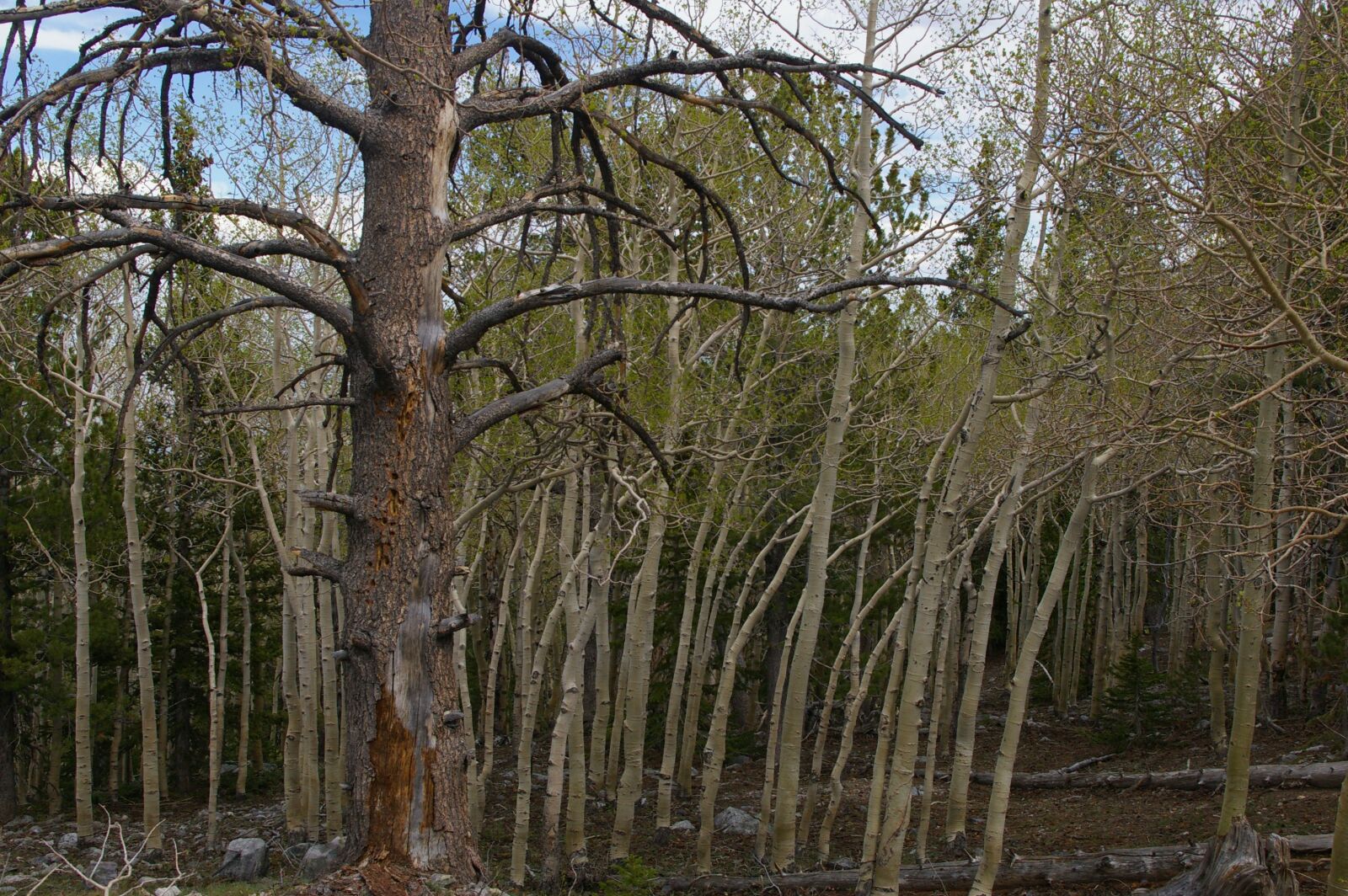 Pentax K100D Super sample photo. Trees, aspens, ponderosa pine photography