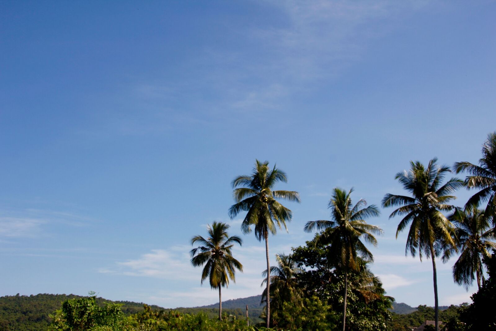 Canon EOS 60D sample photo. Thailand, palm, sky photography
