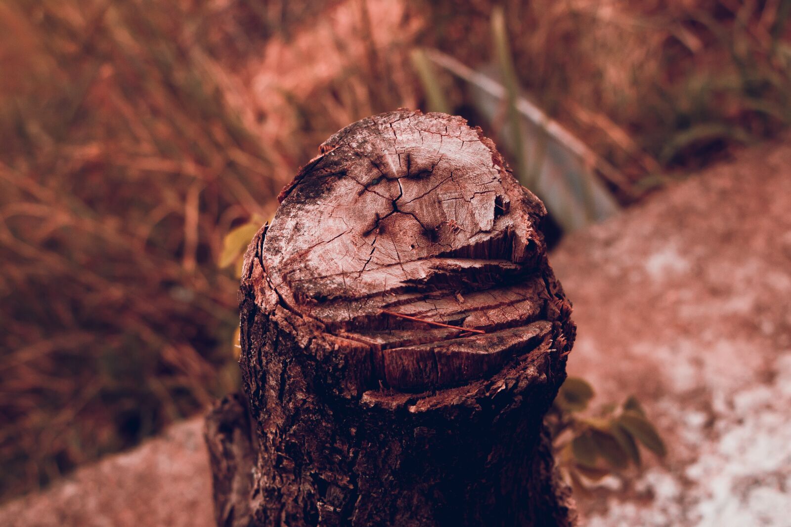 Canon EOS 70D + Canon EF-S 18-135mm F3.5-5.6 IS STM sample photo. Log, wood, wilderness photography