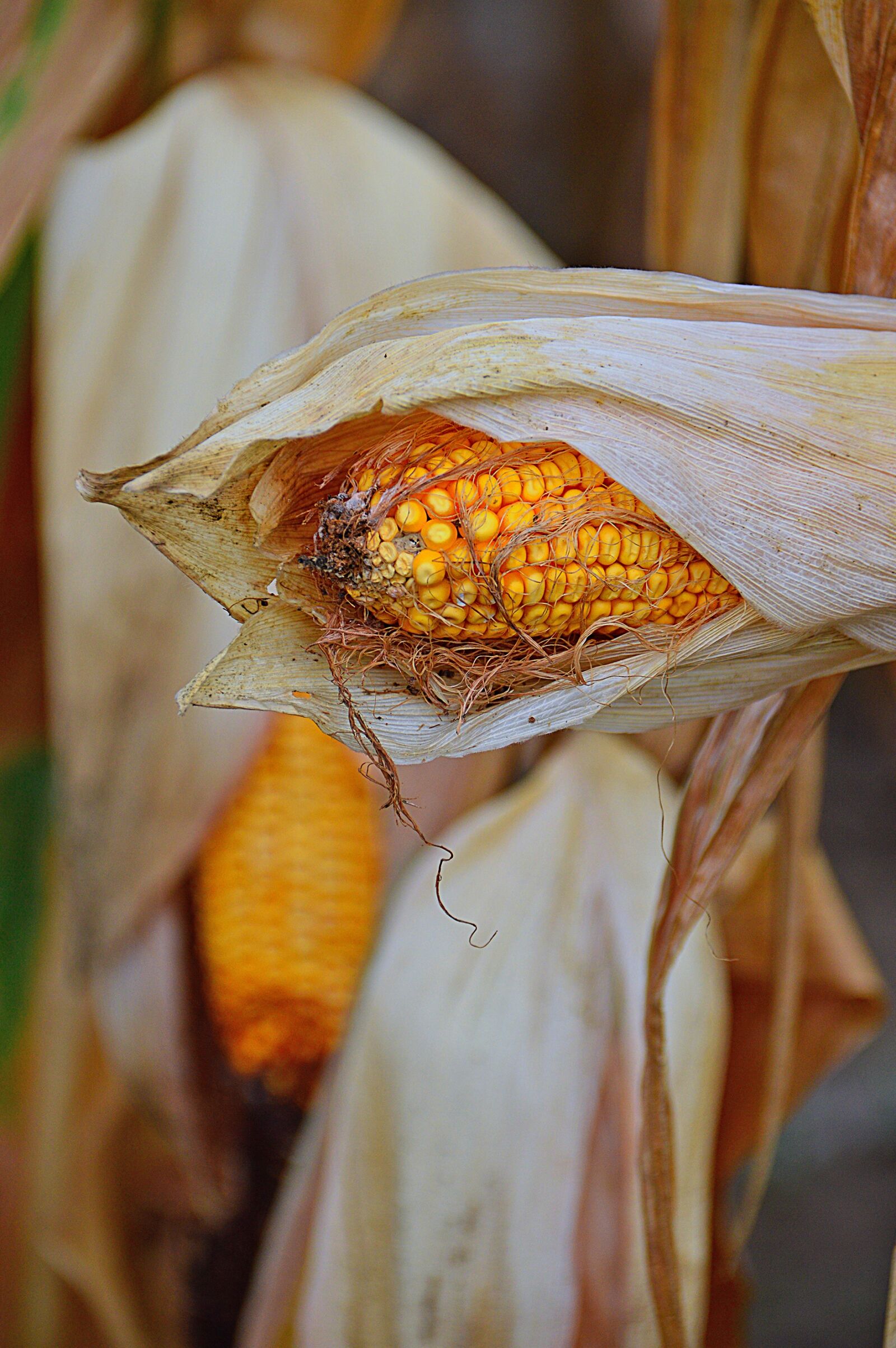 Nikon D3200 sample photo. Corn, crop, produce photography
