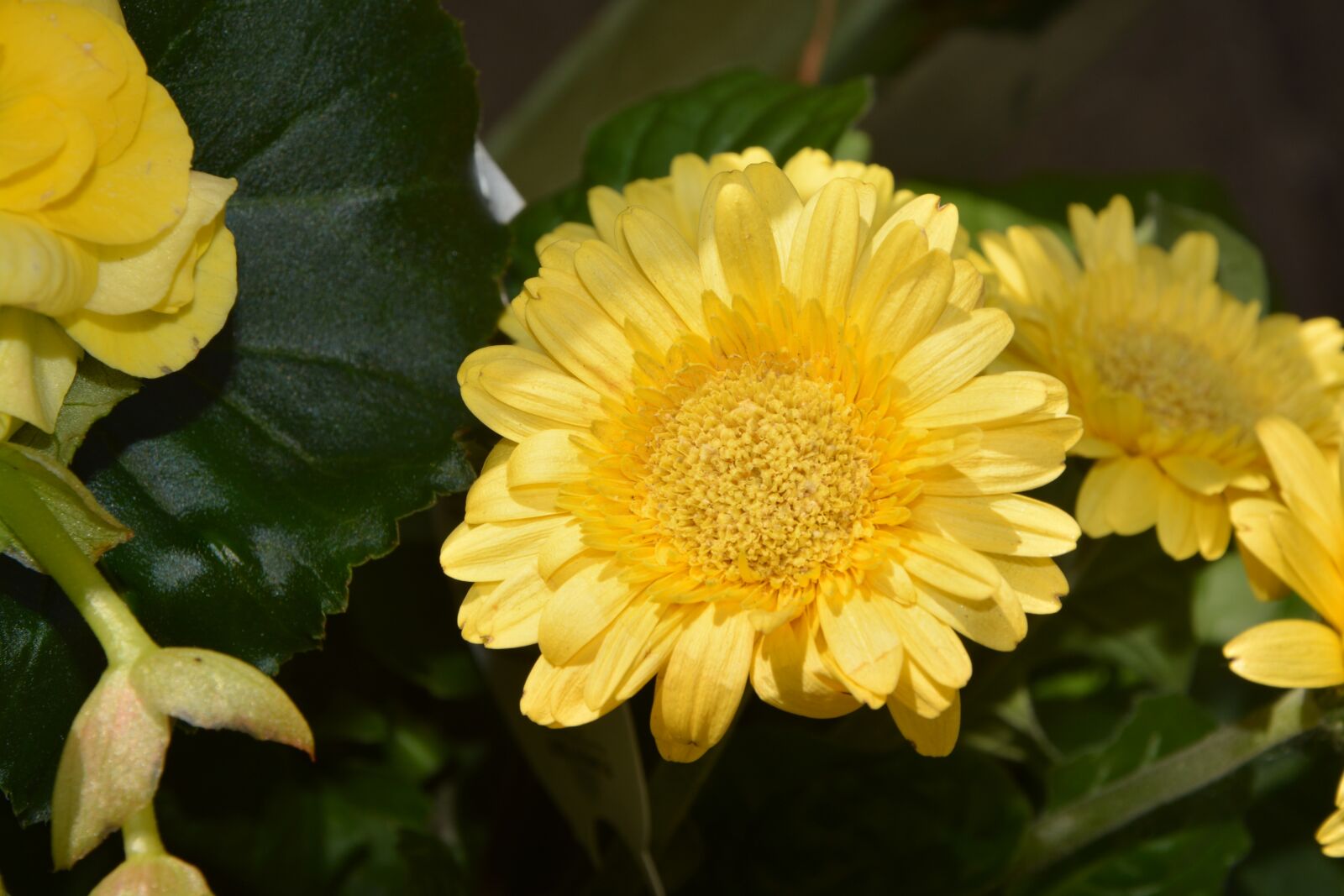 Nikon D5200 sample photo. Yellow flower, nature, garden photography