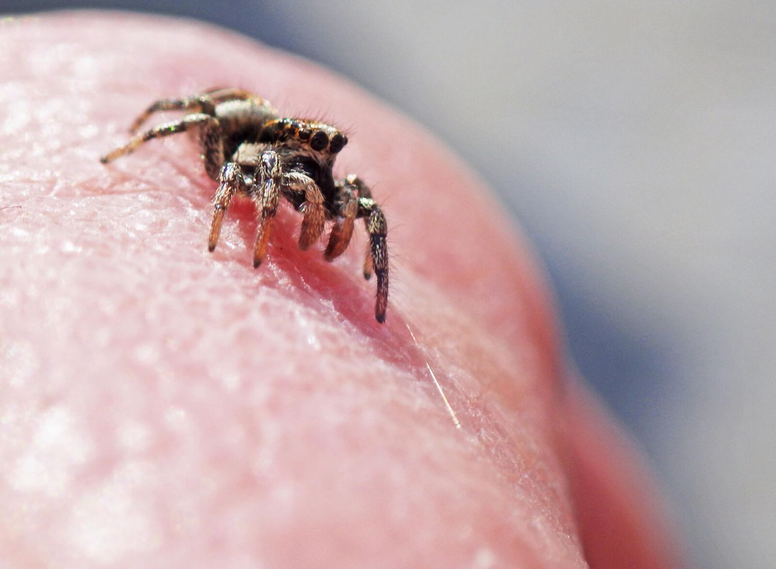 Ricoh WG-4 sample photo. Arachnid, beautiful image, close-up photography