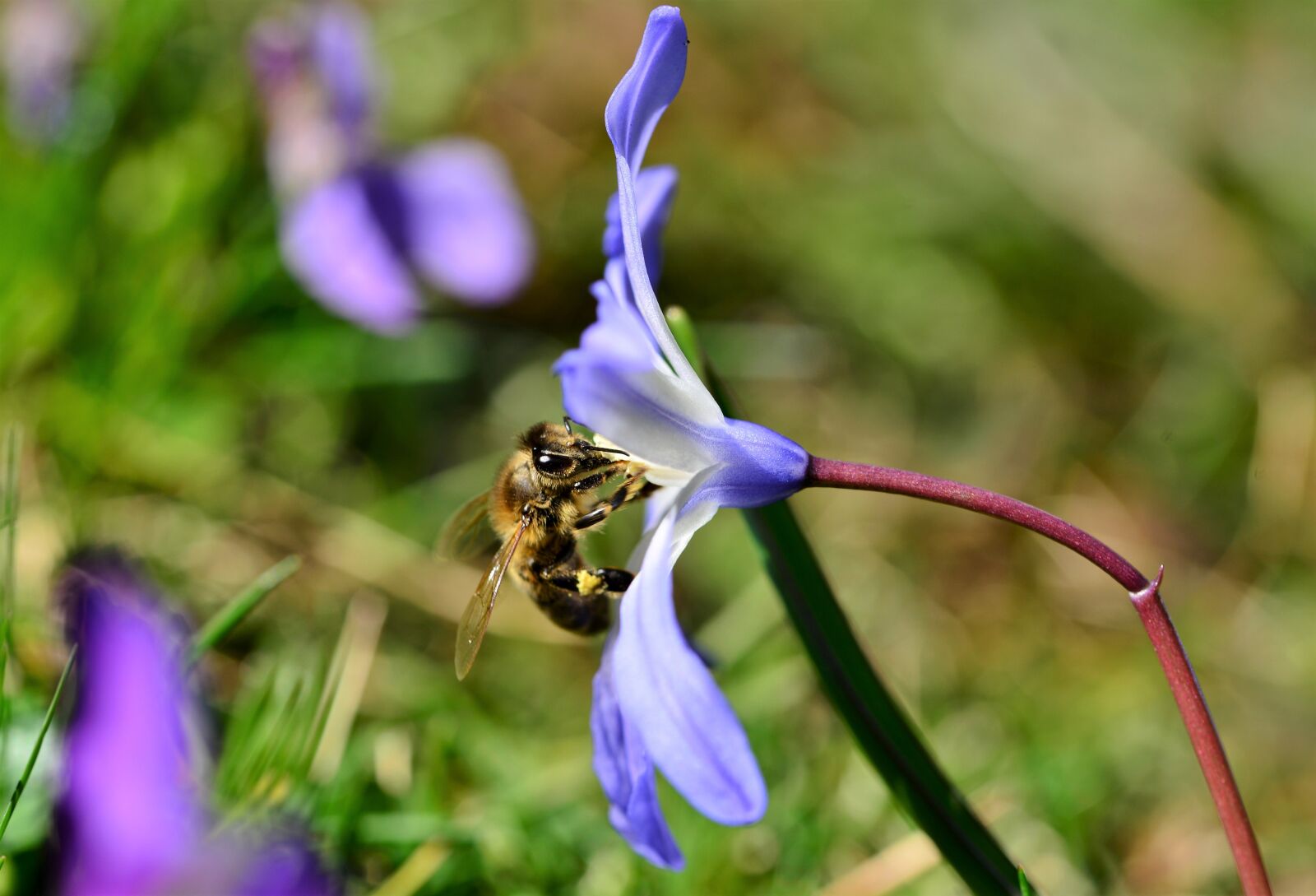 Nikon D800 sample photo. Bee, honey bee, blue photography