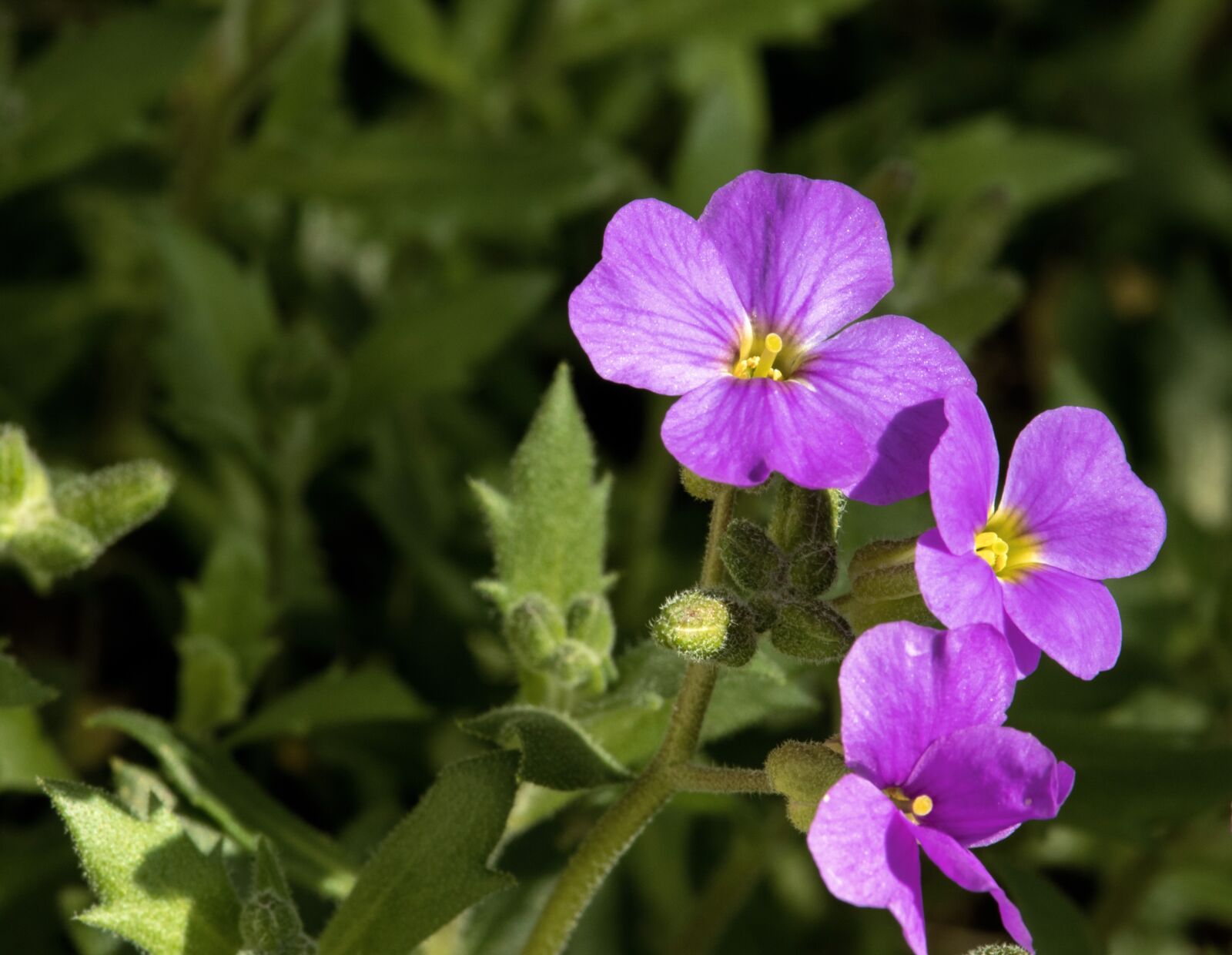 Canon EF-S 55-250mm F4-5.6 IS STM sample photo. Blue pillow, flower, plant photography