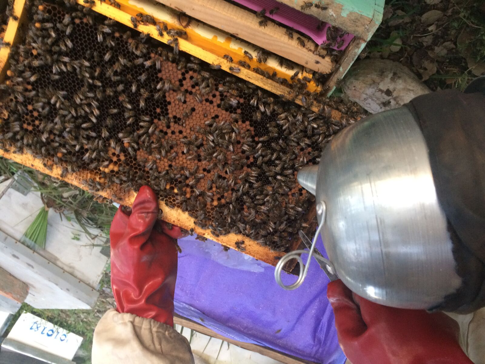 iPhone 5s back camera 4.15mm f/2.2 sample photo. Bee, beekeeping, hive photography