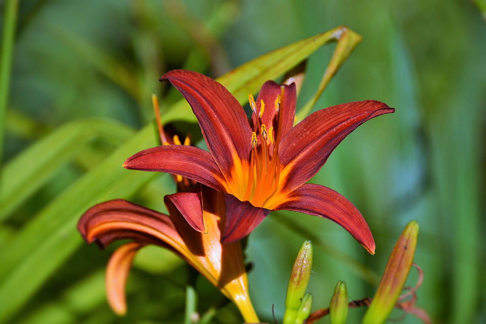 Nikon D610 sample photo. Lily, close up, red photography