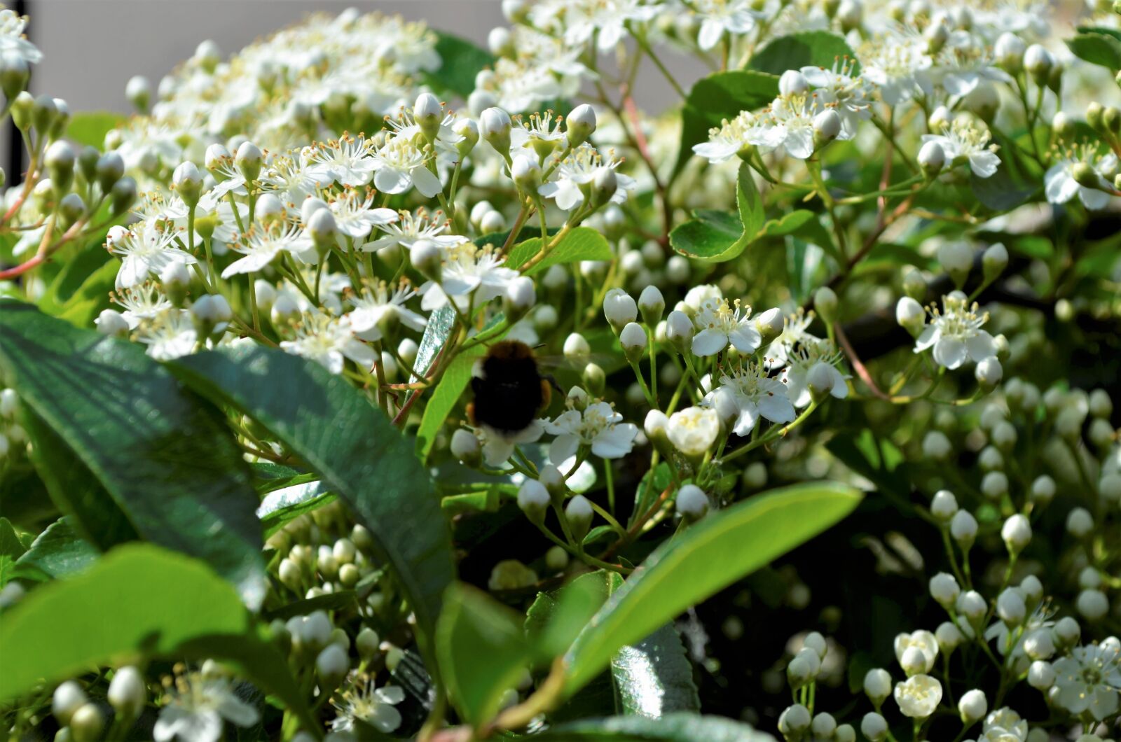 Nikon D5100 sample photo. Flower, bloom, flowers photography