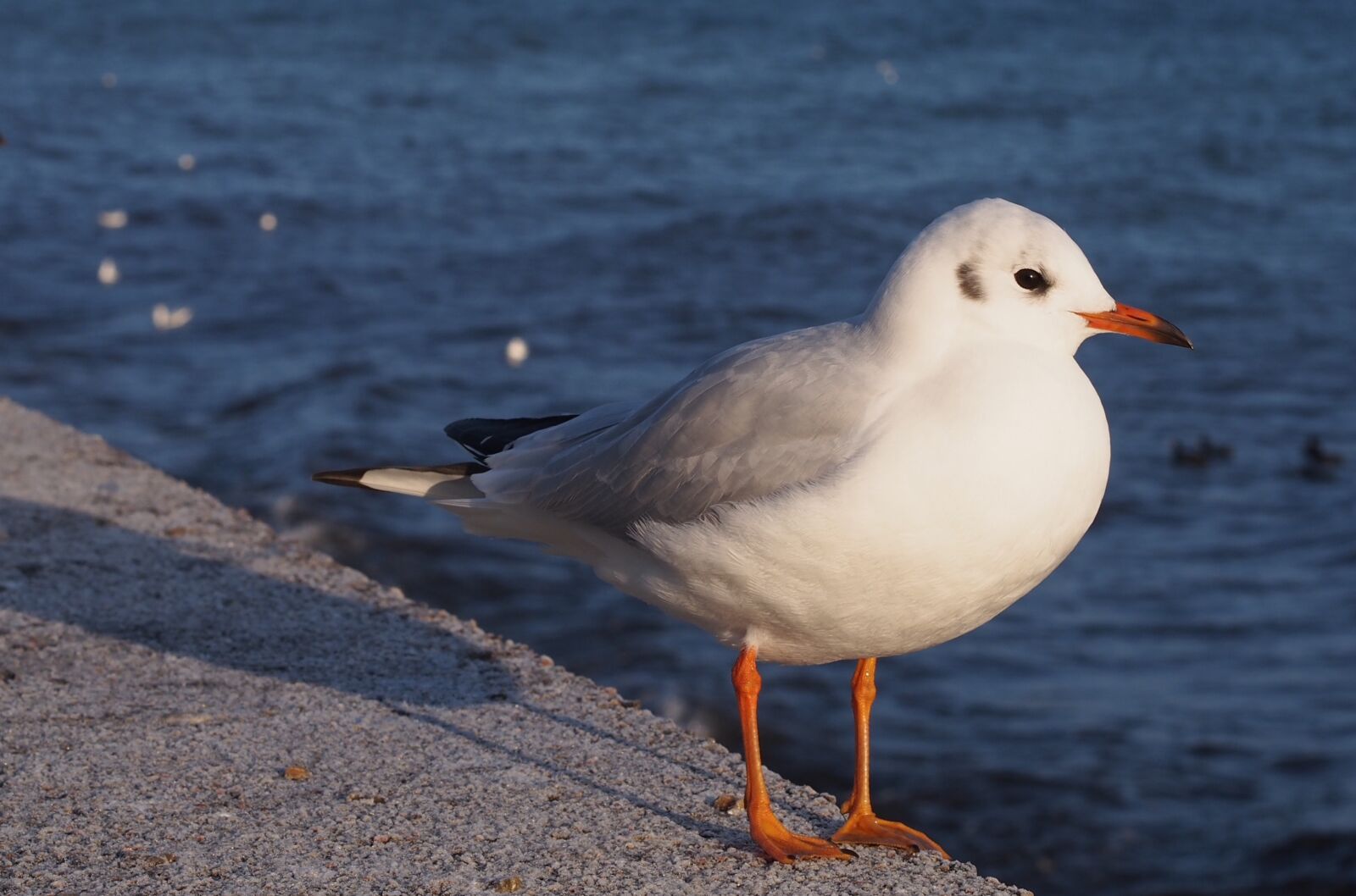 Olympus PEN E-PL5 sample photo. Bird, sea, seagull photography