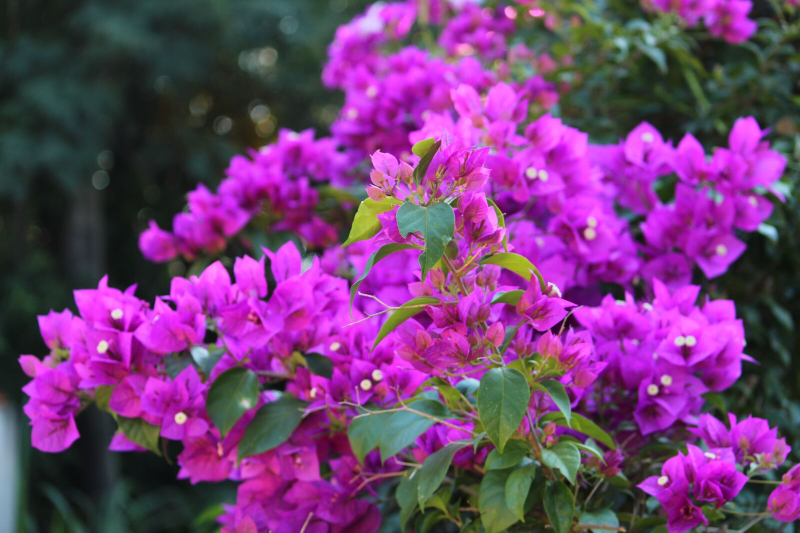Canon EOS 1300D (EOS Rebel T6 / EOS Kiss X80) sample photo. Flower, garden, nature photography