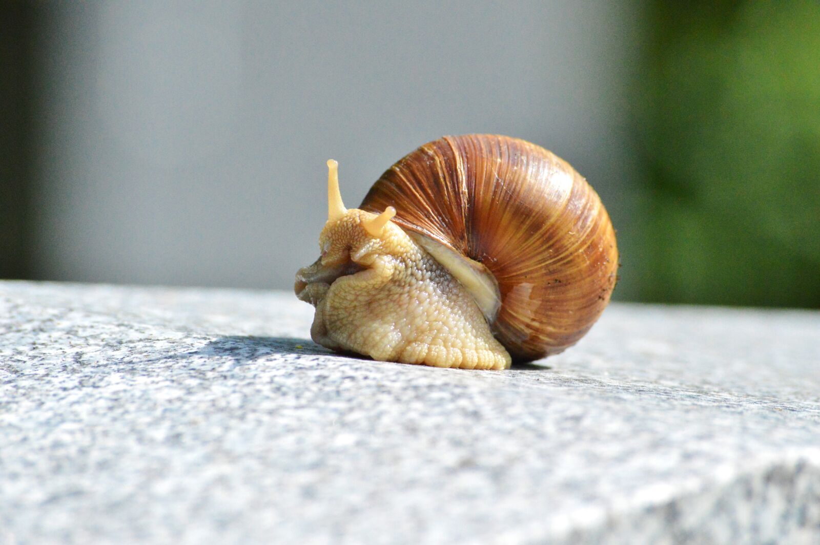 Nikon D3200 sample photo. Snail, shell, mollusk photography