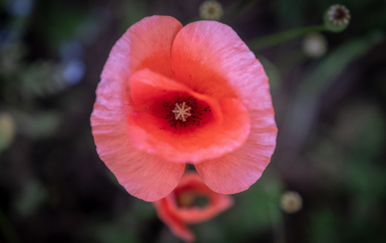 Fujifilm X-T2 sample photo. Cornflower, poppy, red flower photography