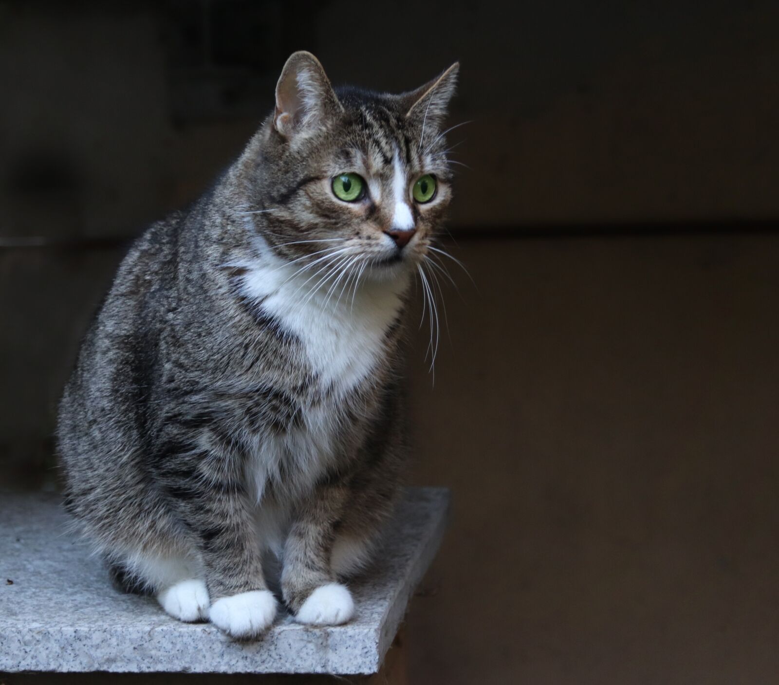 Canon EOS 800D (EOS Rebel T7i / EOS Kiss X9i) sample photo. Cat, pet, mackerel photography