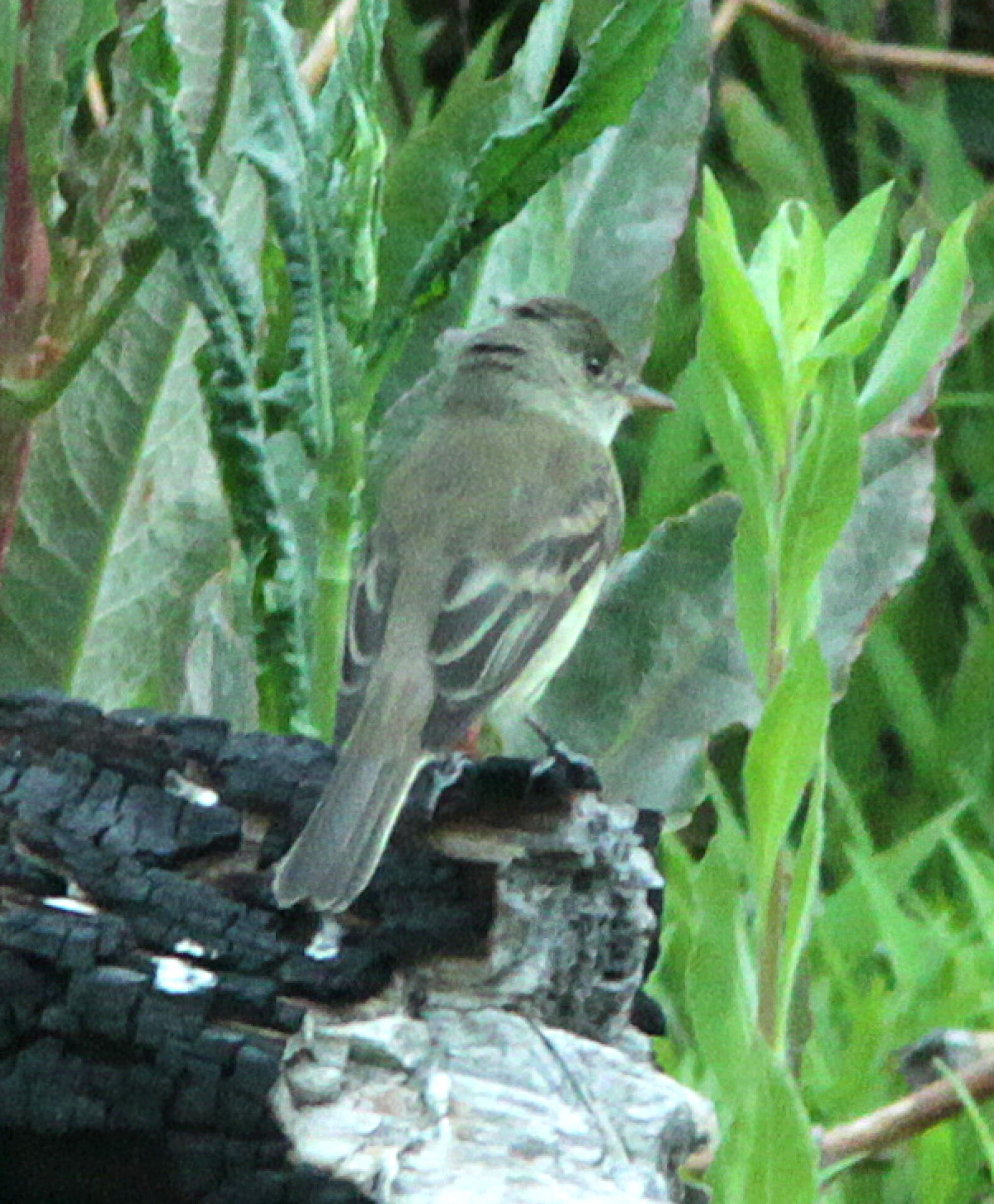 Canon EF 300mm F4L IS USM sample photo