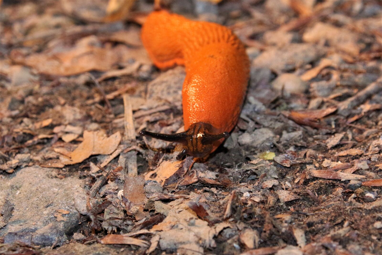 Canon EOS 700D (EOS Rebel T5i / EOS Kiss X7i) sample photo. Slug, animal, forest photography