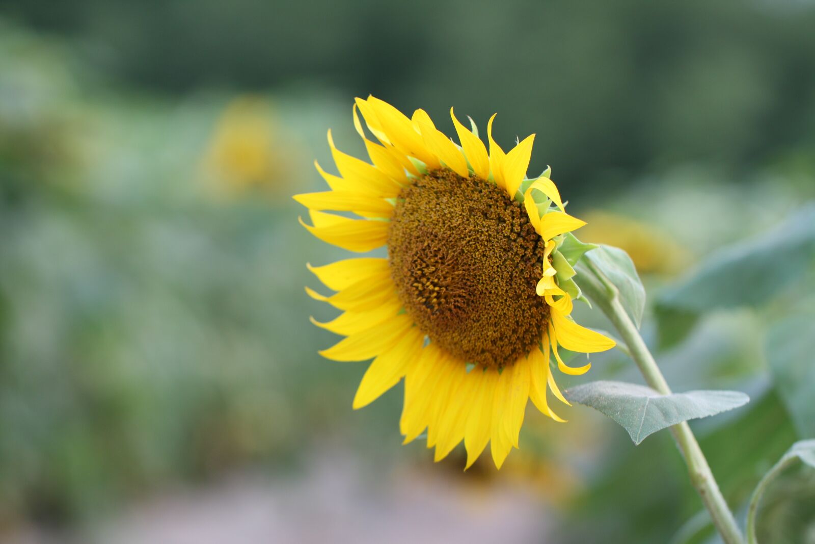 Canon EOS 450D (EOS Rebel XSi / EOS Kiss X2) sample photo. Flowers, sunflower, yellow photography