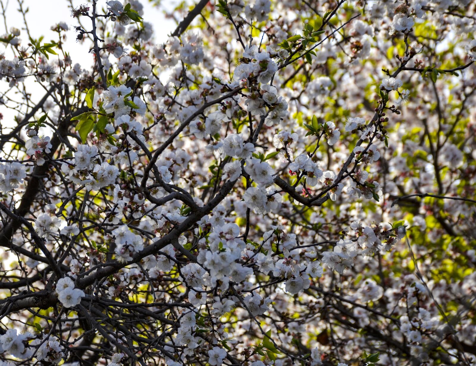 Nikon D7000 sample photo. Spring, orchard, nature photography