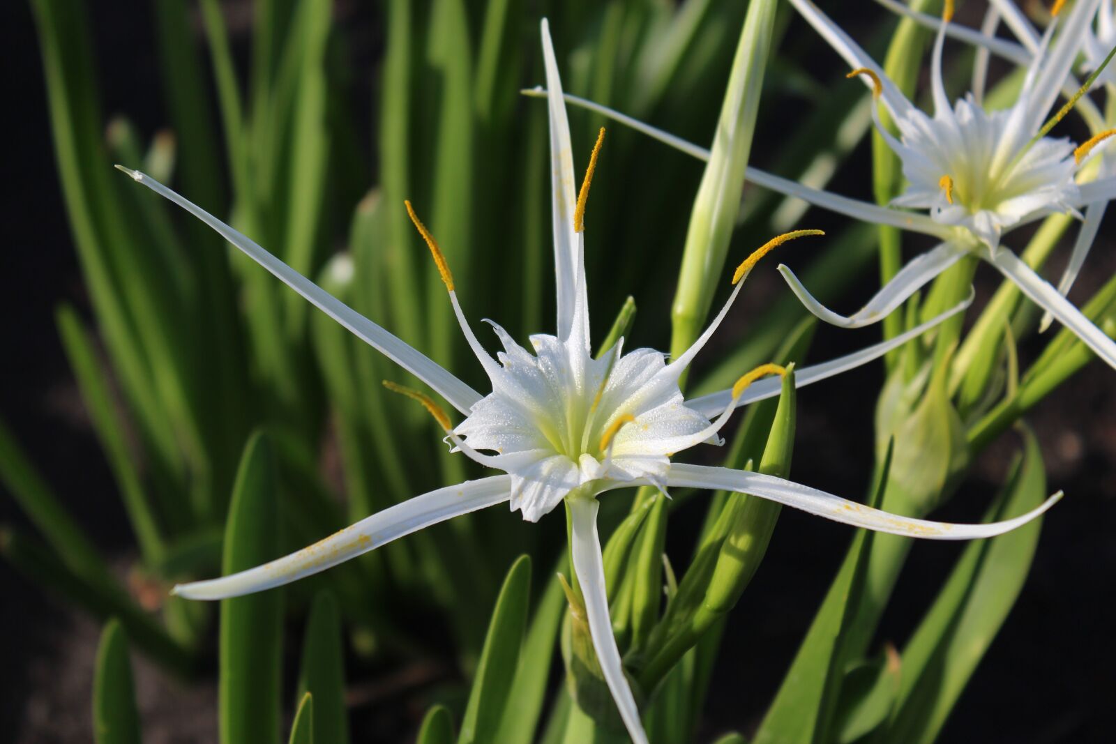 Canon EOS 600D (Rebel EOS T3i / EOS Kiss X5) sample photo. Lily, flower, bloom photography