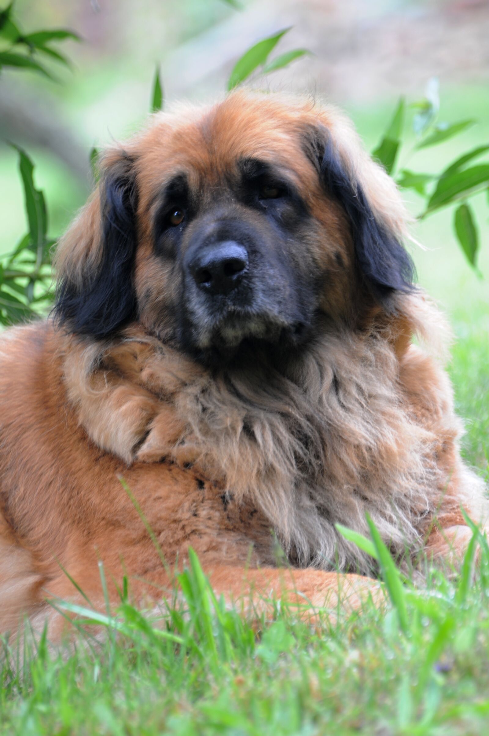 Nikon D300 sample photo. Leonberger, dog, animal photography