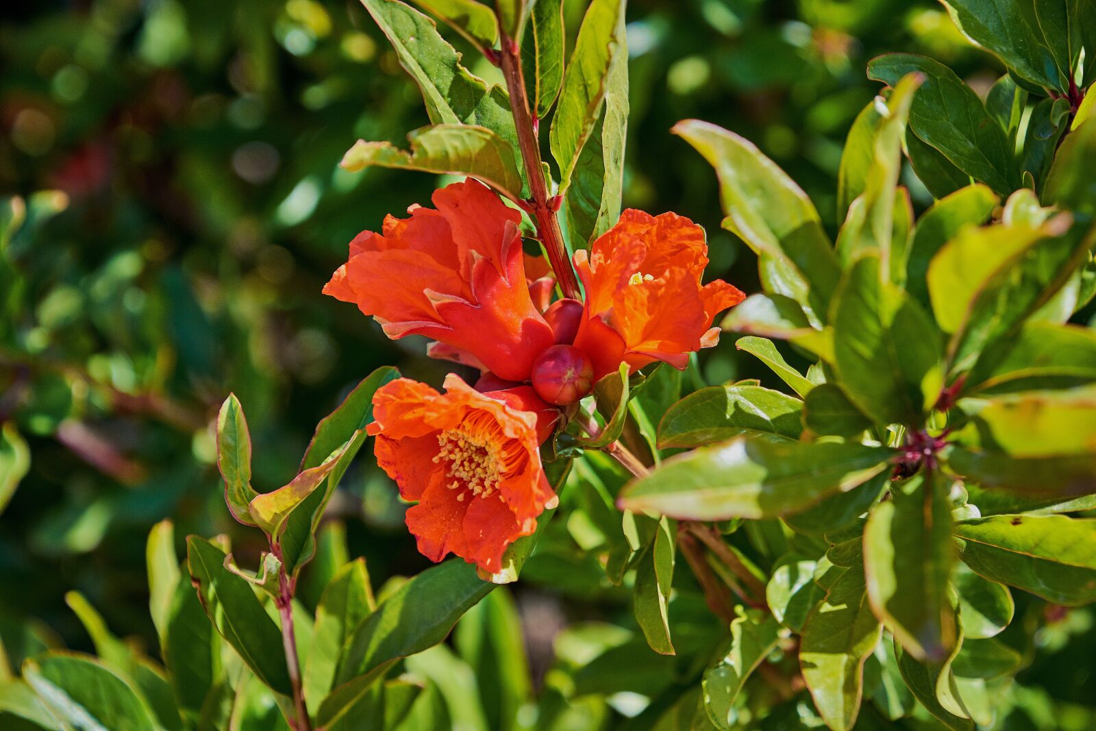 Nikon D7200 sample photo. Flower, color, plant photography