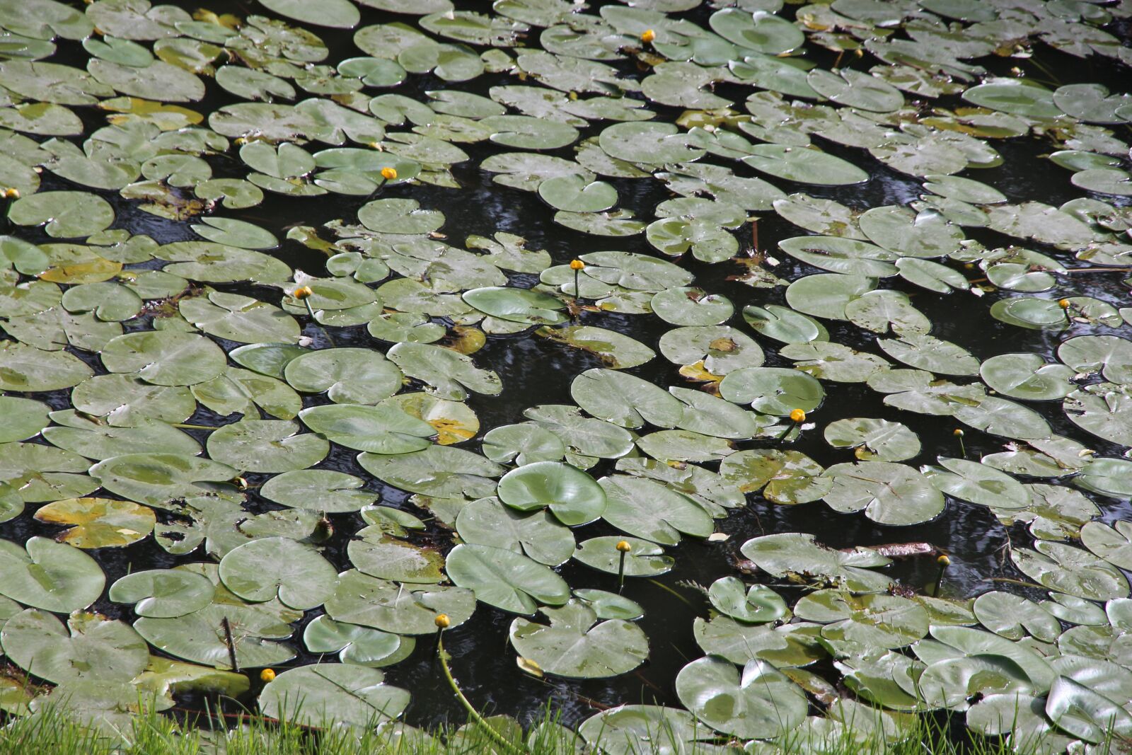 Canon EOS 650D (EOS Rebel T4i / EOS Kiss X6i) sample photo. Water lilies, yellow water photography