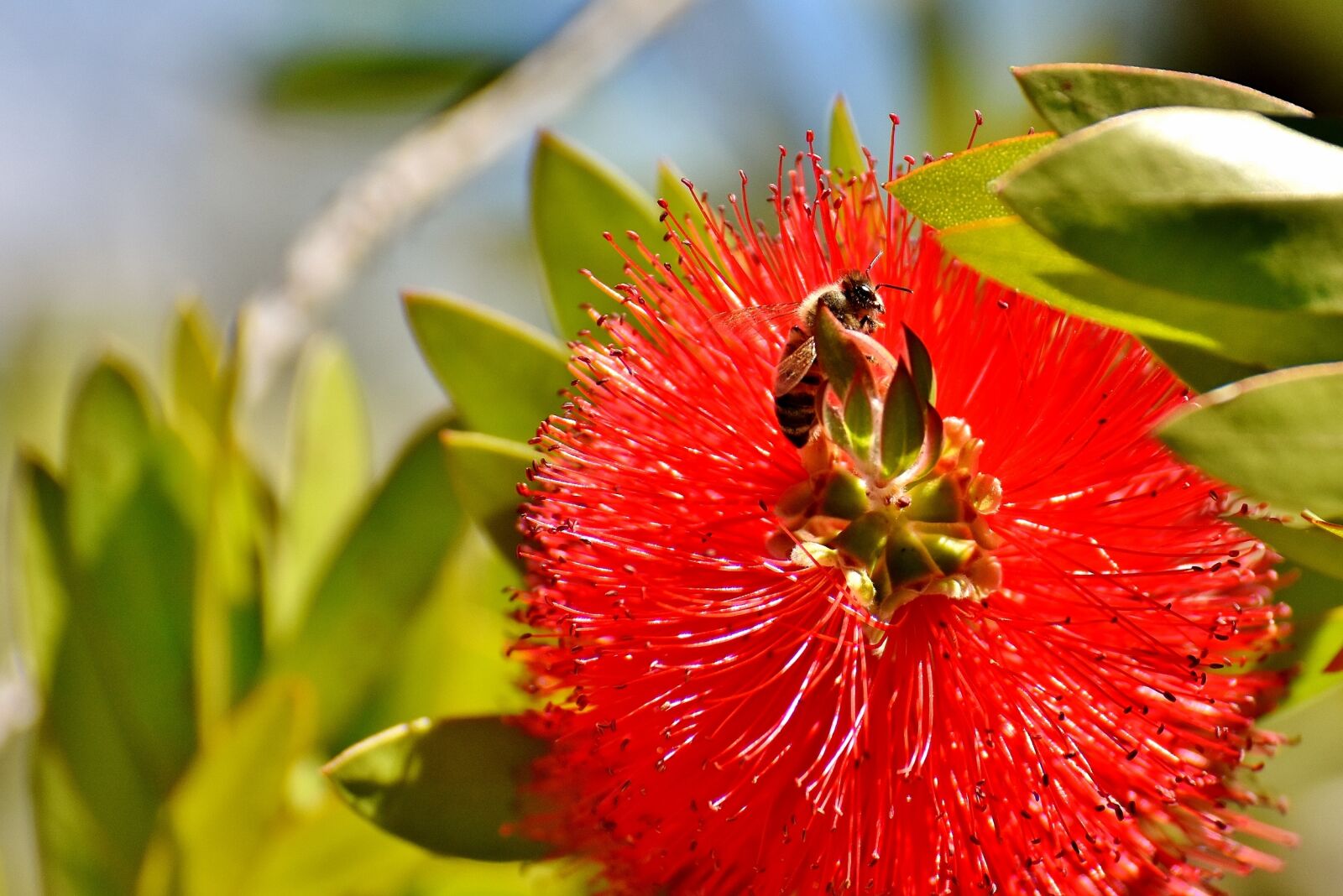 Nikon D7200 sample photo. Lemon bottlebrush, callistemon citrinus photography