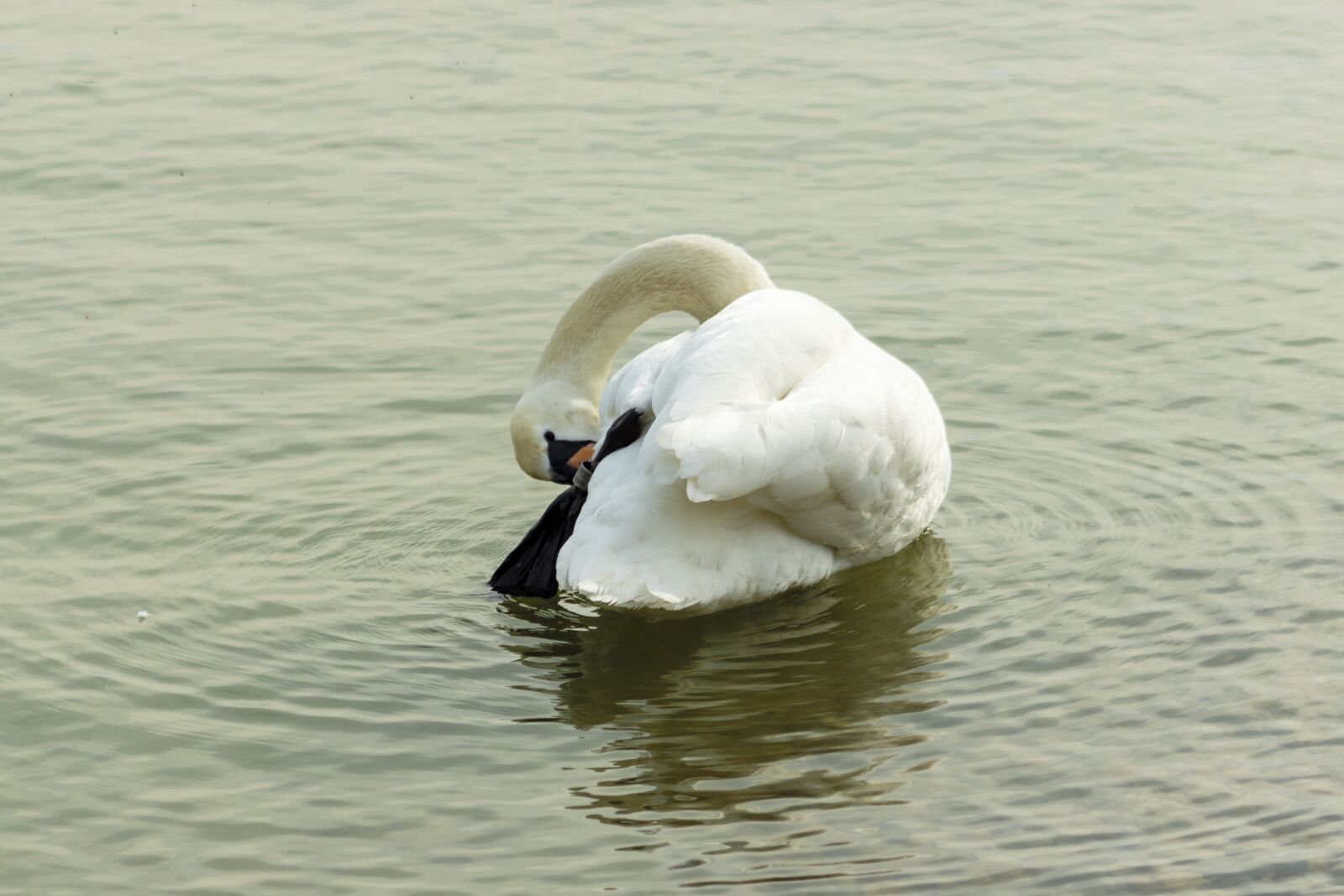 Canon EF75-300mm f/4-5.6 sample photo. Mute swan, swan, water photography