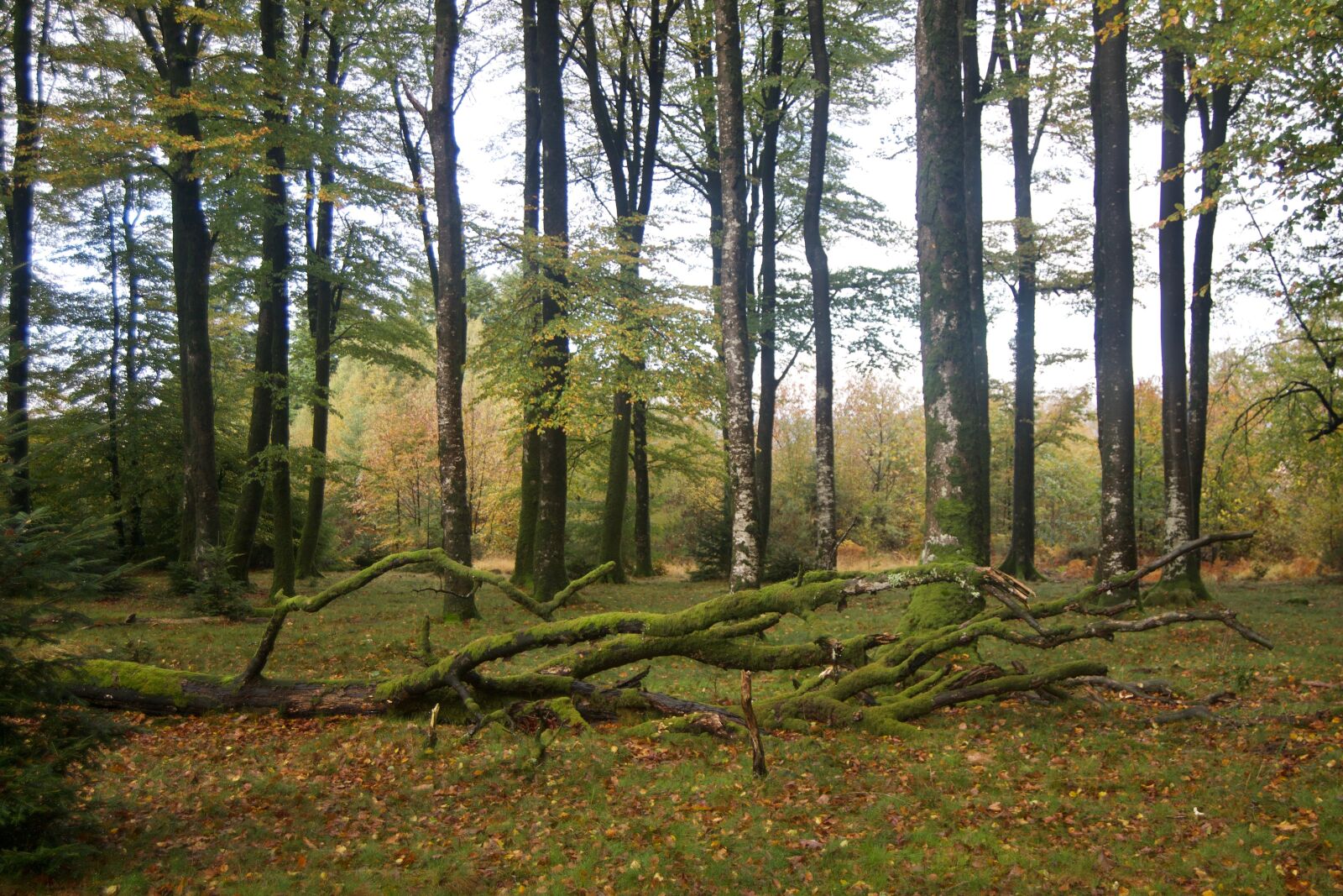 Nikon D3100 sample photo. Rainy, forest, autumn photography