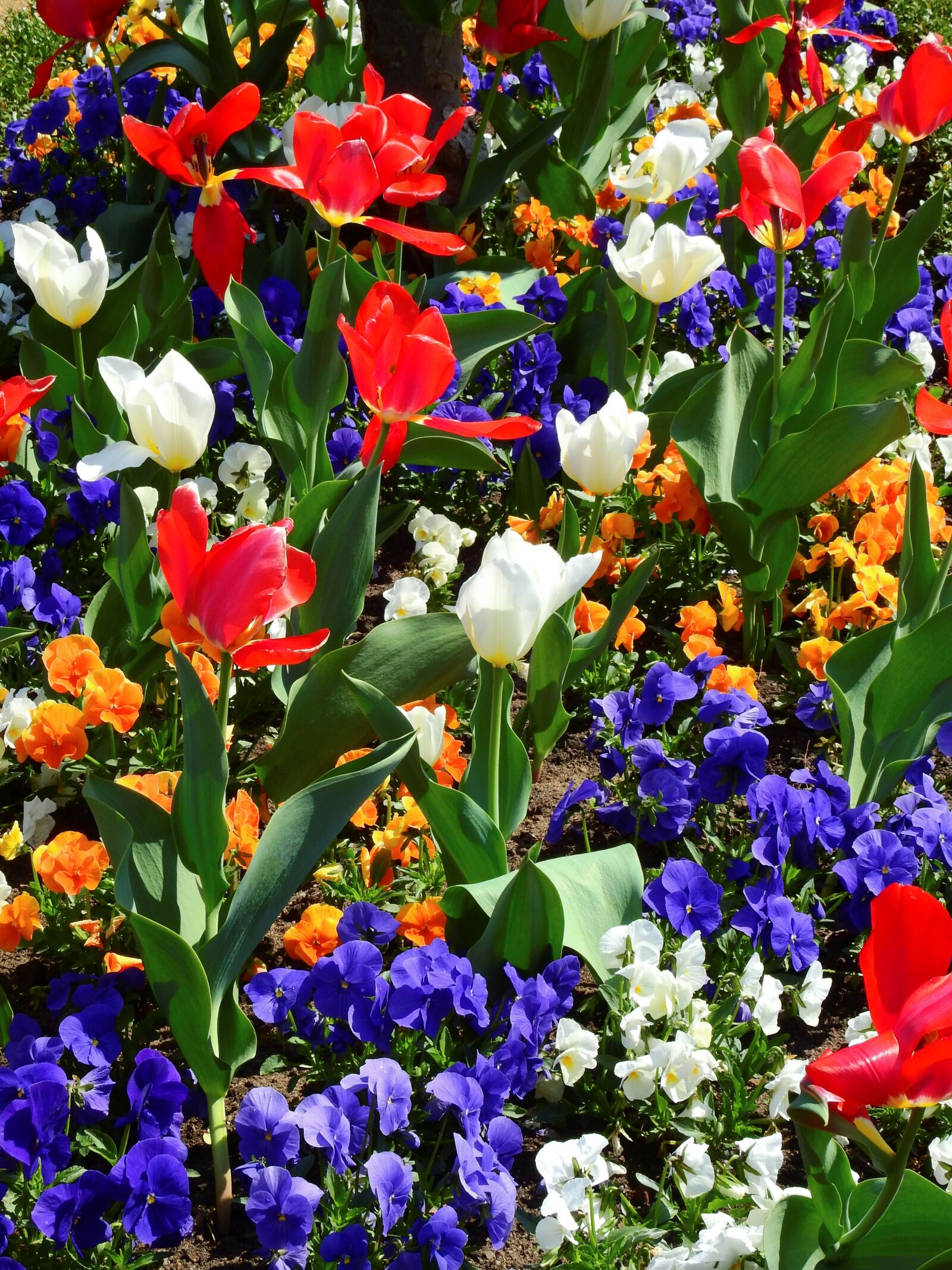 Nikon Coolpix P900 sample photo. Flowers, bloom, bed photography