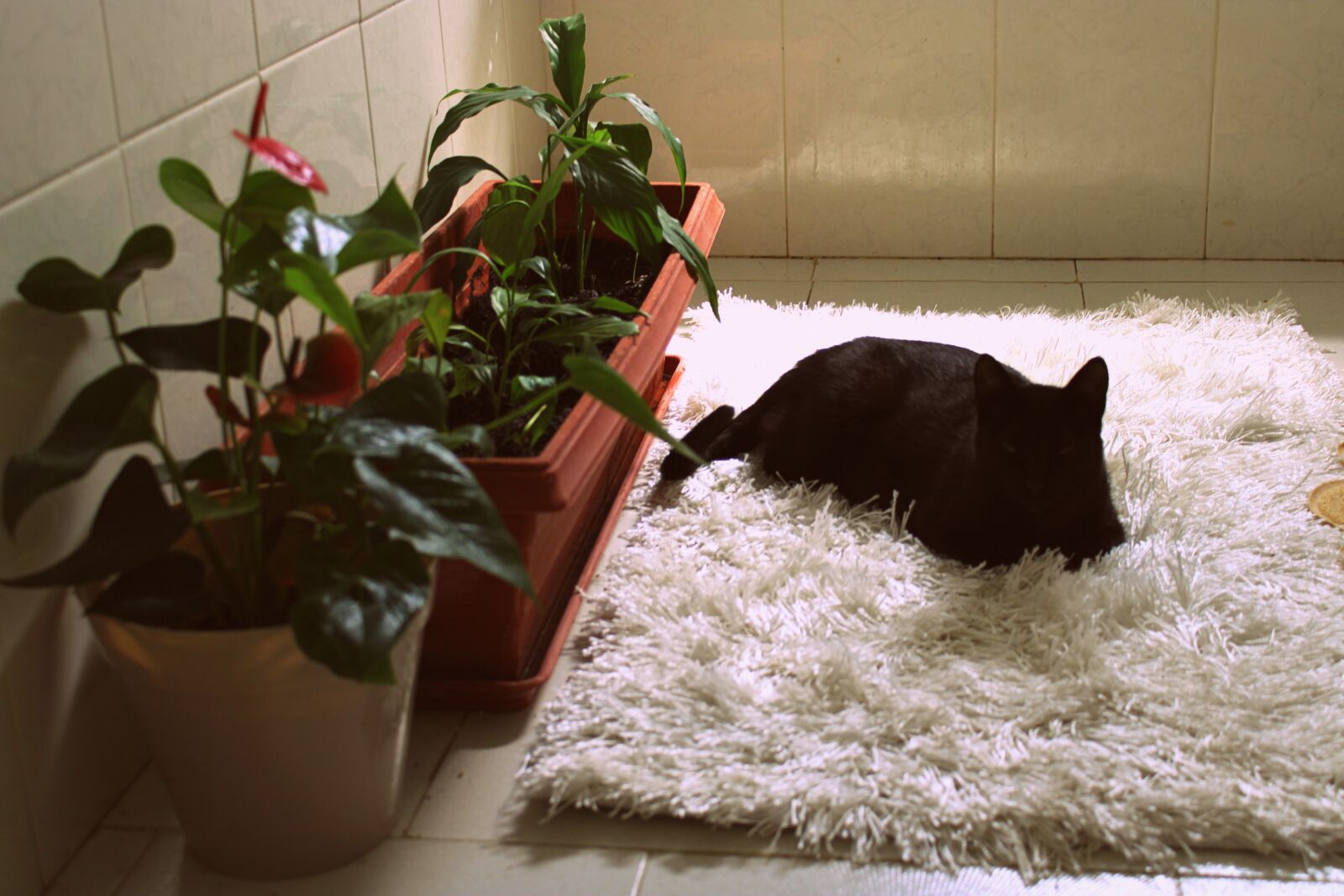 Canon EOS 2000D (EOS Rebel T7 / EOS Kiss X90 / EOS 1500D) sample photo. Cat, house plants, potted photography