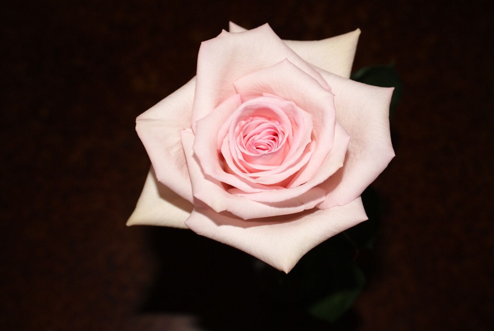 Sony Alpha DSLR-A330 sample photo. Pink, rose, bloom photography