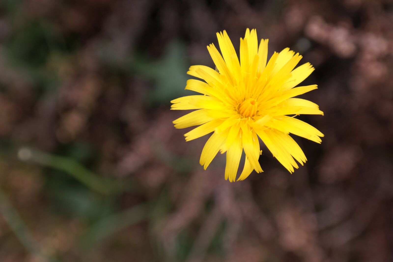 Samsung NX300M sample photo. Reported hawksbeard, blossom, bloom photography