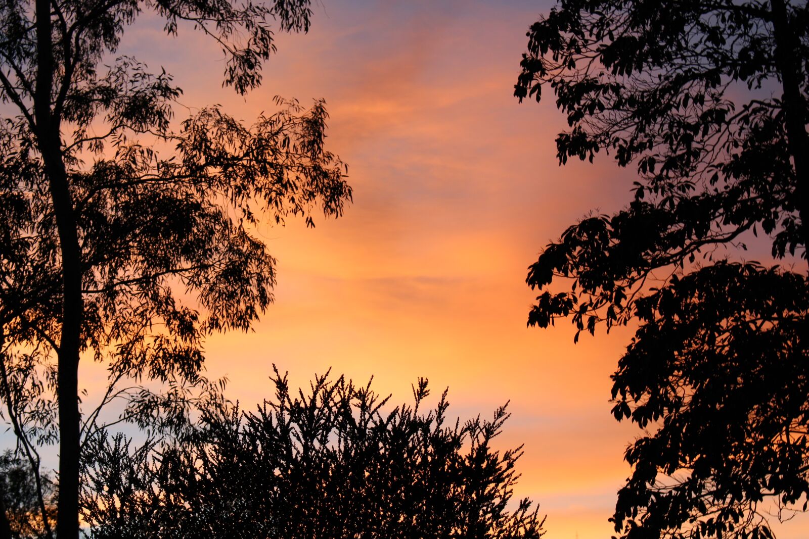 Canon EOS 700D (EOS Rebel T5i / EOS Kiss X7i) sample photo. Dawn, trees, silhouettes photography