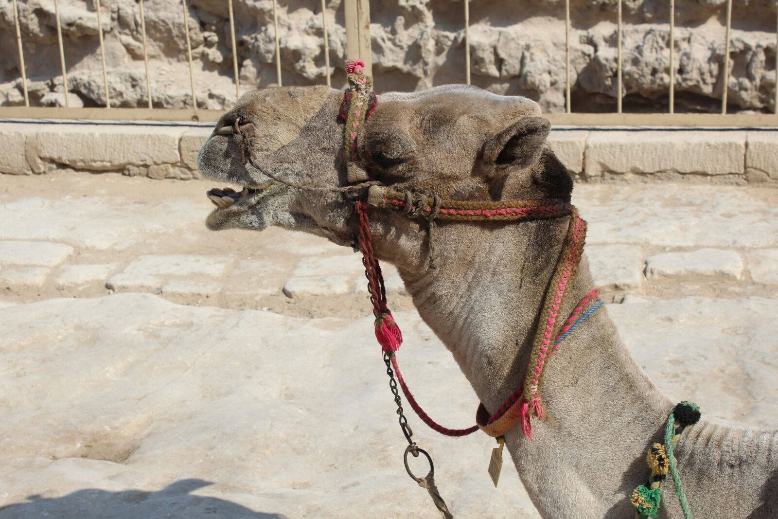 Canon EOS 1200D (EOS Rebel T5 / EOS Kiss X70 / EOS Hi) sample photo. Camel, desert, egyptian camel photography