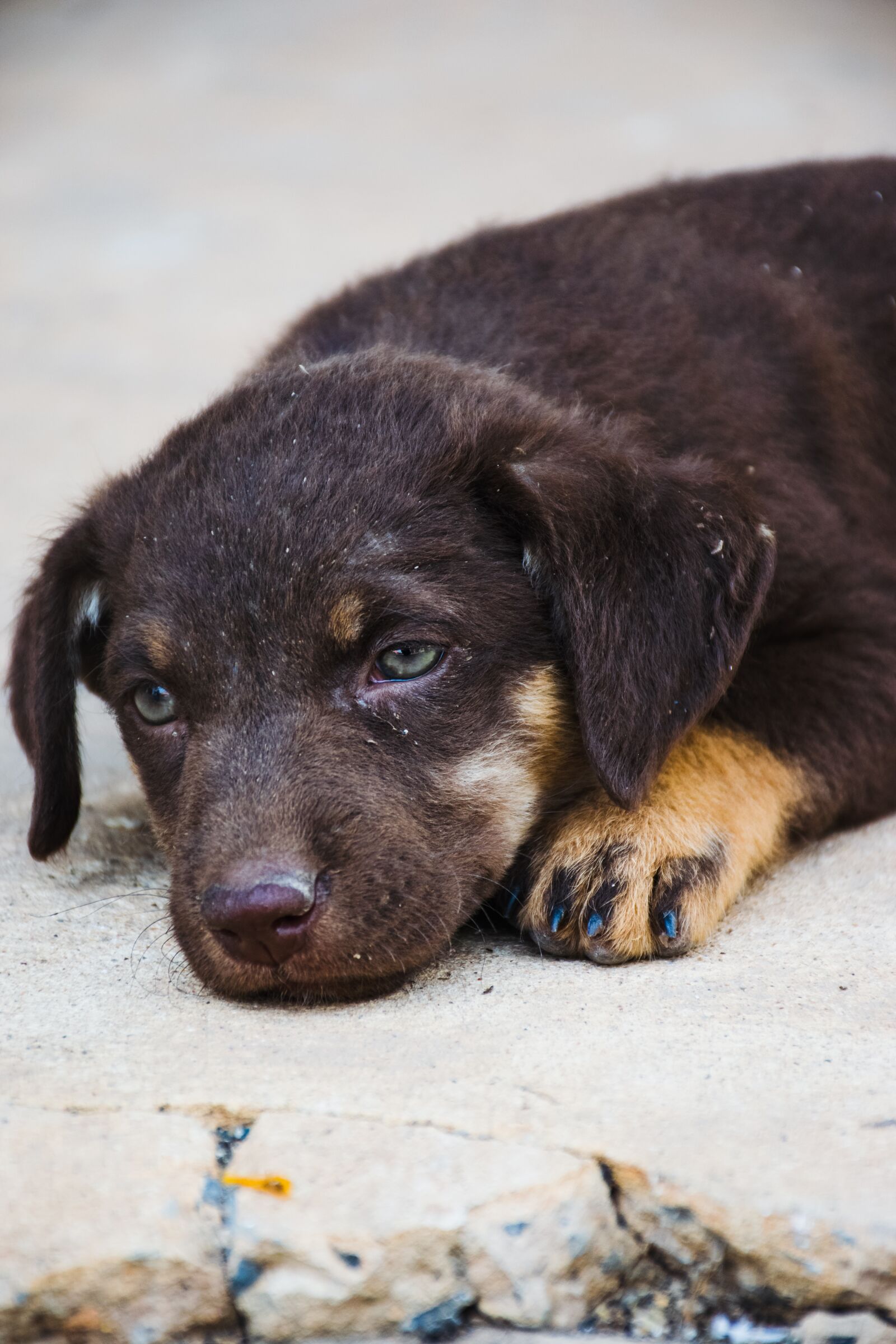 Nikon D5300 sample photo. Dog, pet, animal photography