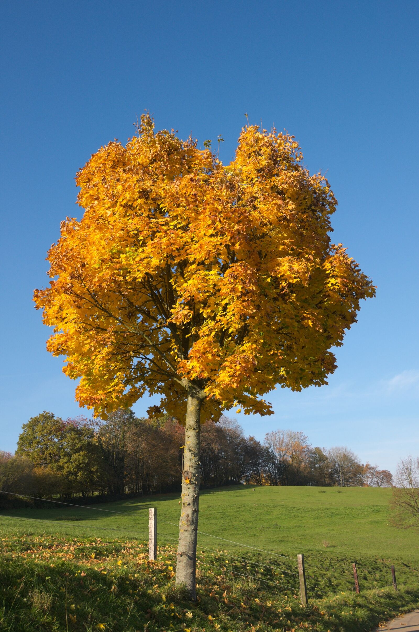 Nikon D300 sample photo. Tree, autumn, landscape photography