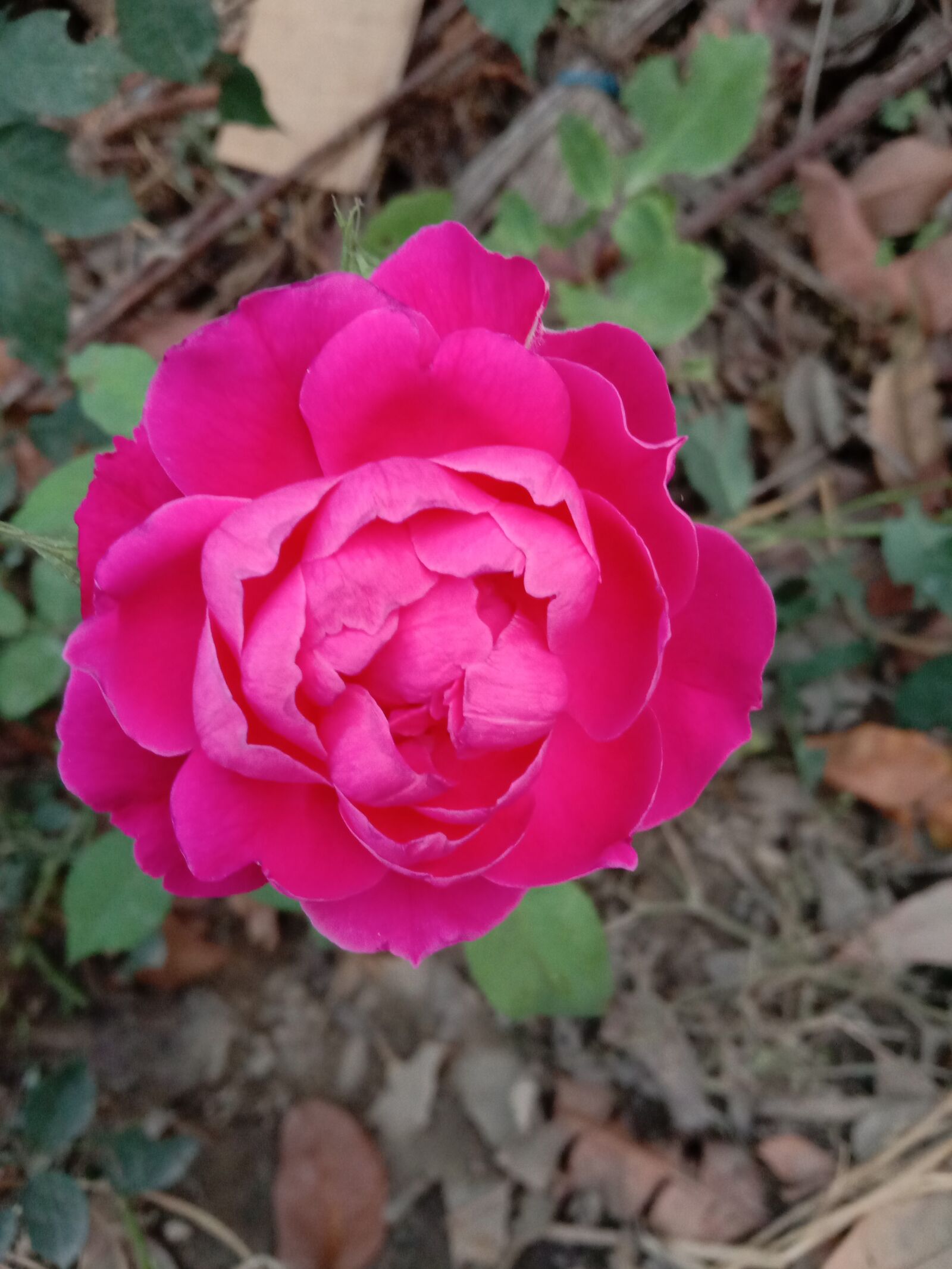 vivo 1816 sample photo. Red, rose, flower photography