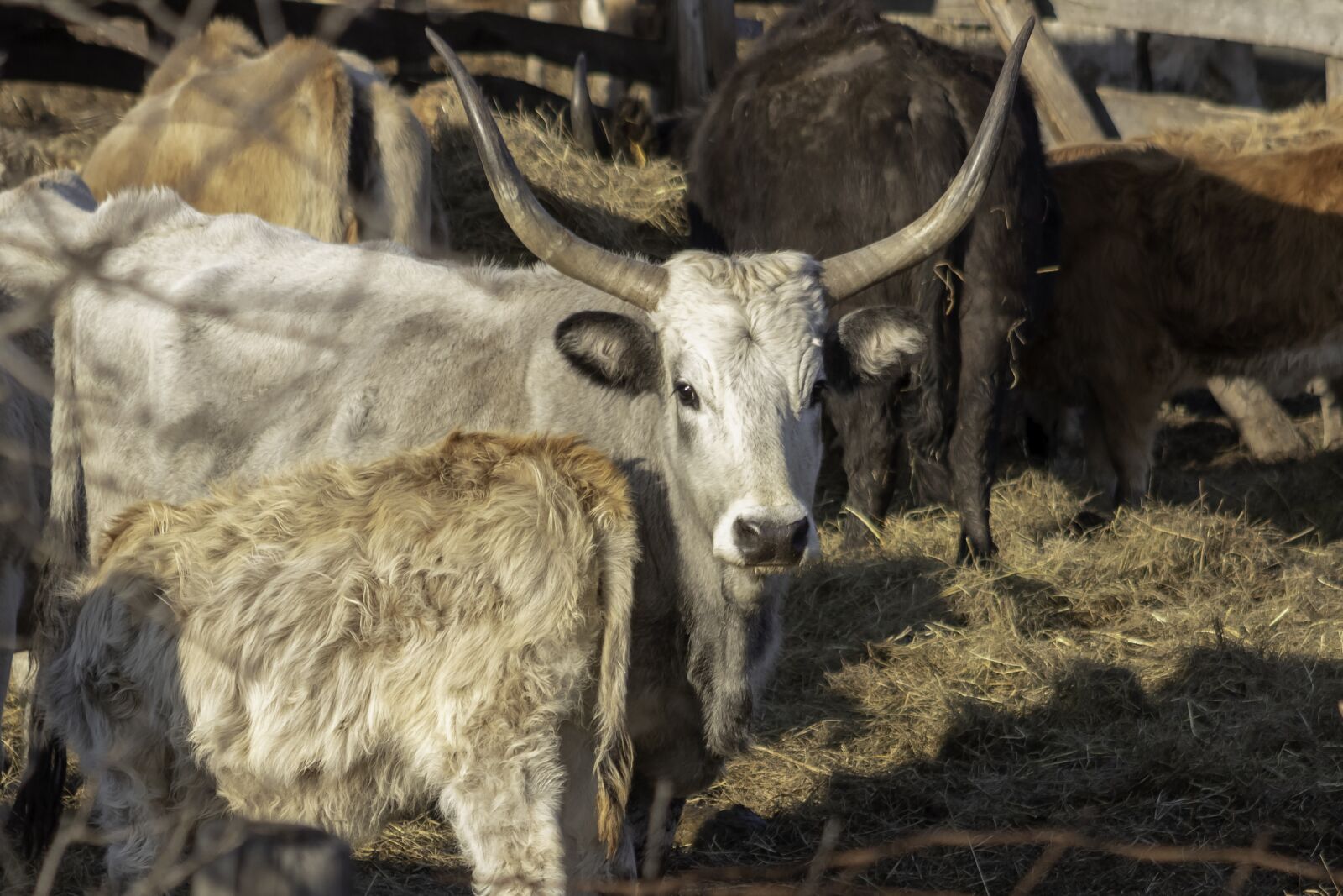 Canon EF75-300mm f/4-5.6 sample photo. Grey cattle, cattle, cow photography