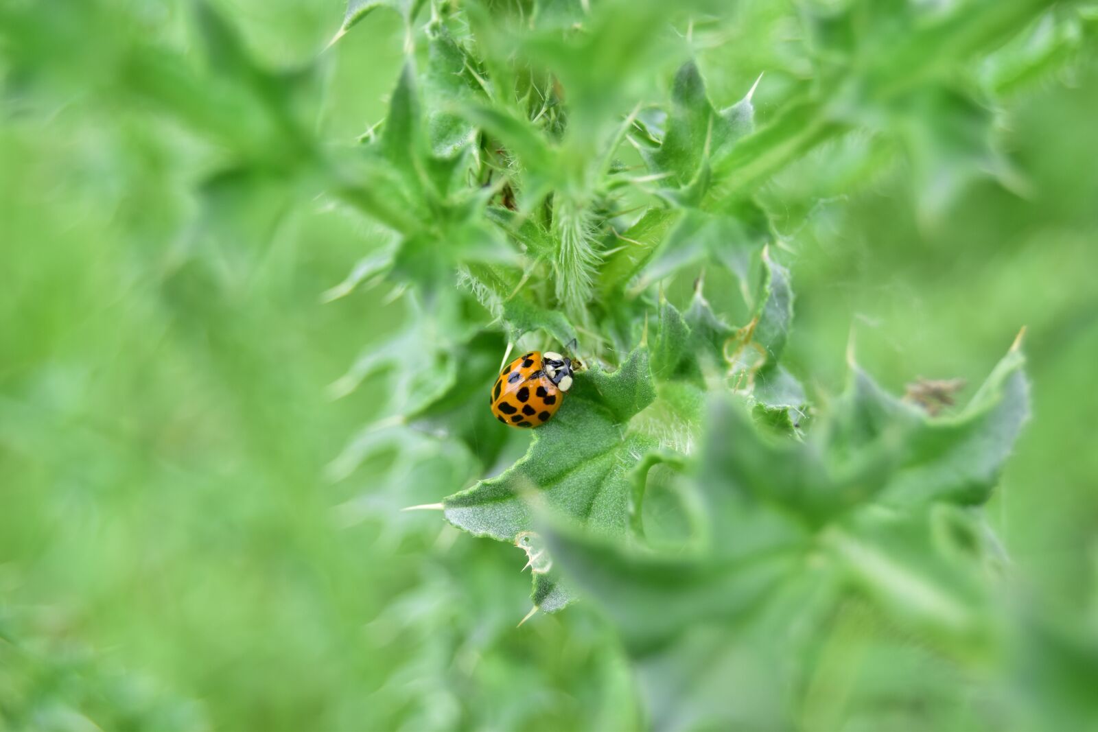 Nikon D5600 sample photo. Ladybug, thistle, in photography