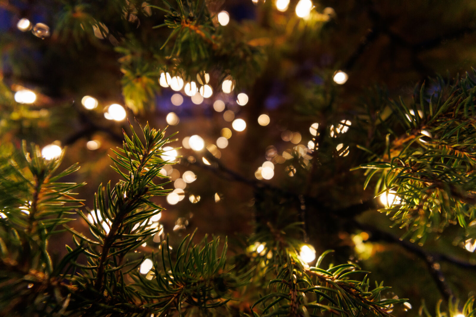 Canon EOS R7 sample photo. Christmas tree lights photography