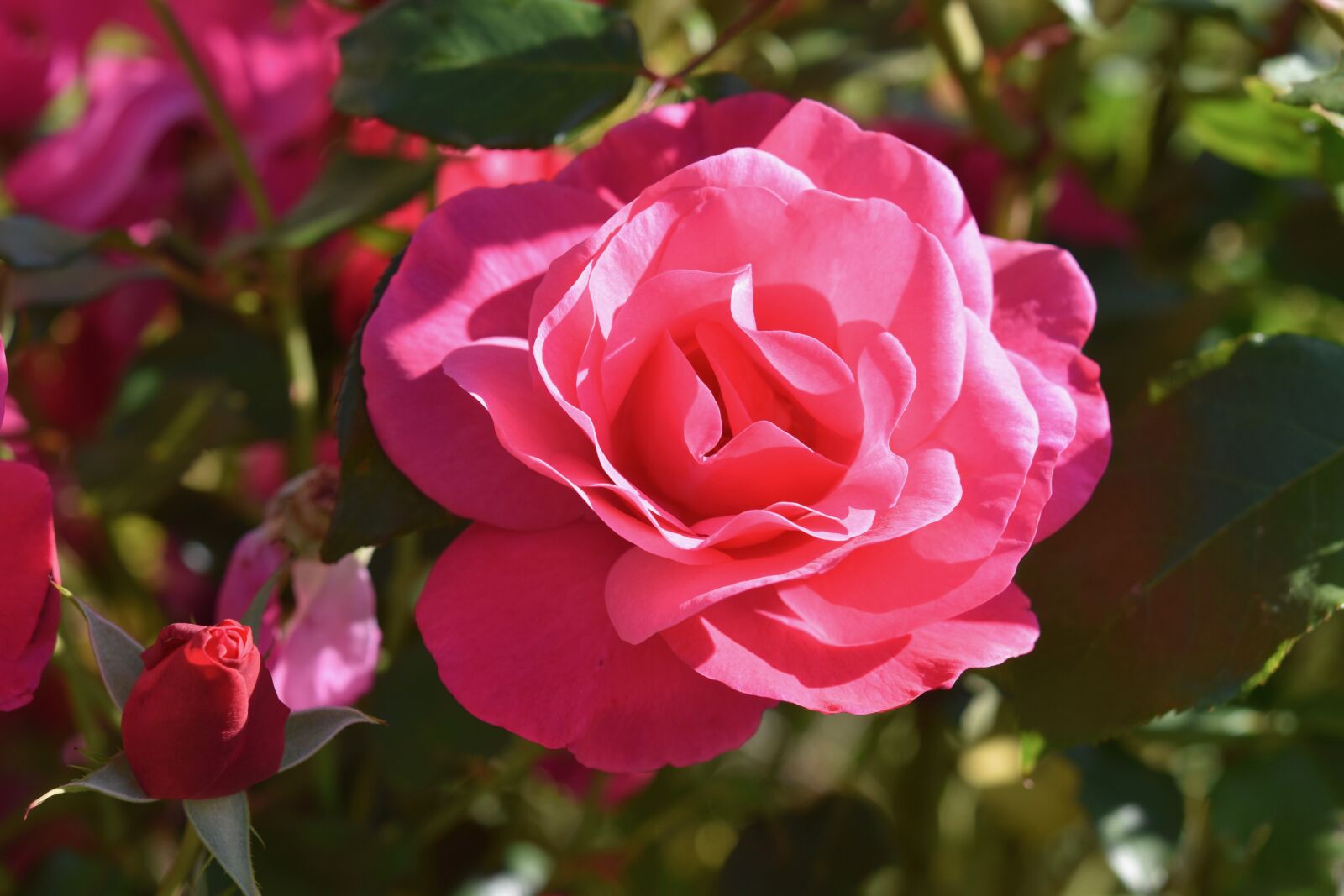 Nikon D5600 sample photo. Flower, pink, rose bud photography