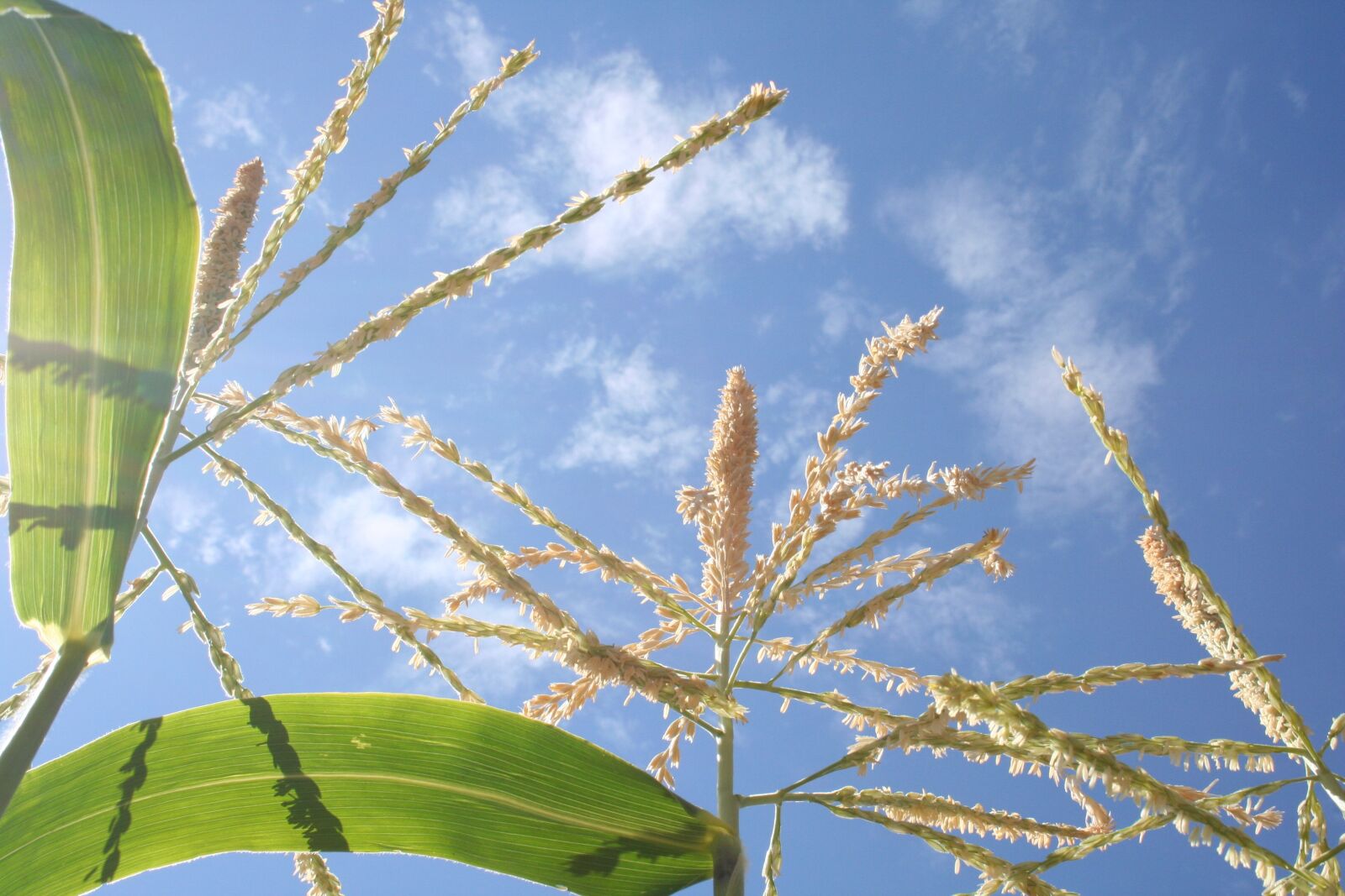 Canon EOS 350D (EOS Digital Rebel XT / EOS Kiss Digital N) sample photo. Corn, cornstalk, cornfield photography