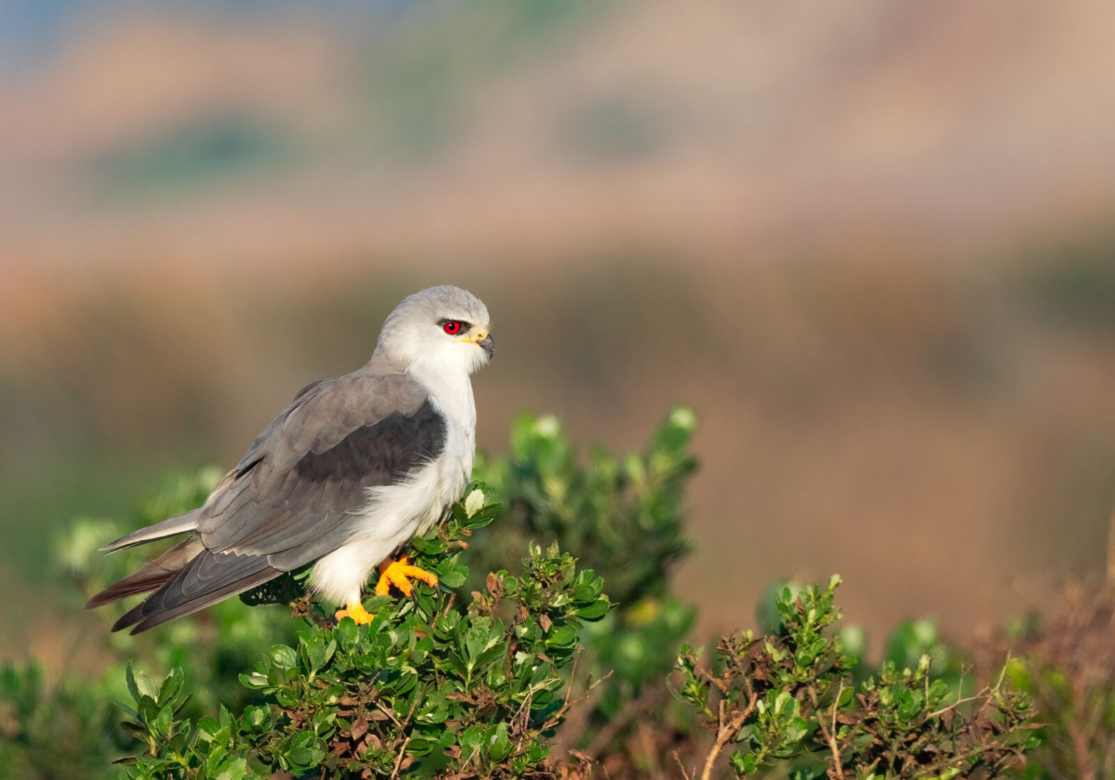 M.300mm F4.0 + MC-14 sample photo. Black-shouldered kite, black-winged kite photography