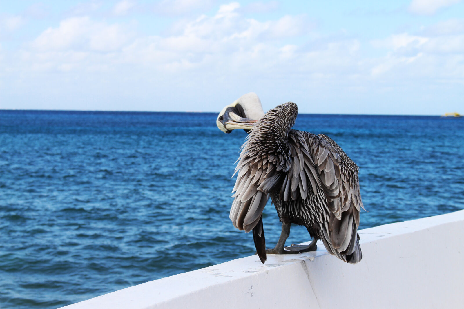 Canon EOS 700D (EOS Rebel T5i / EOS Kiss X7i) sample photo. Bird, ocean, pelican, sea photography