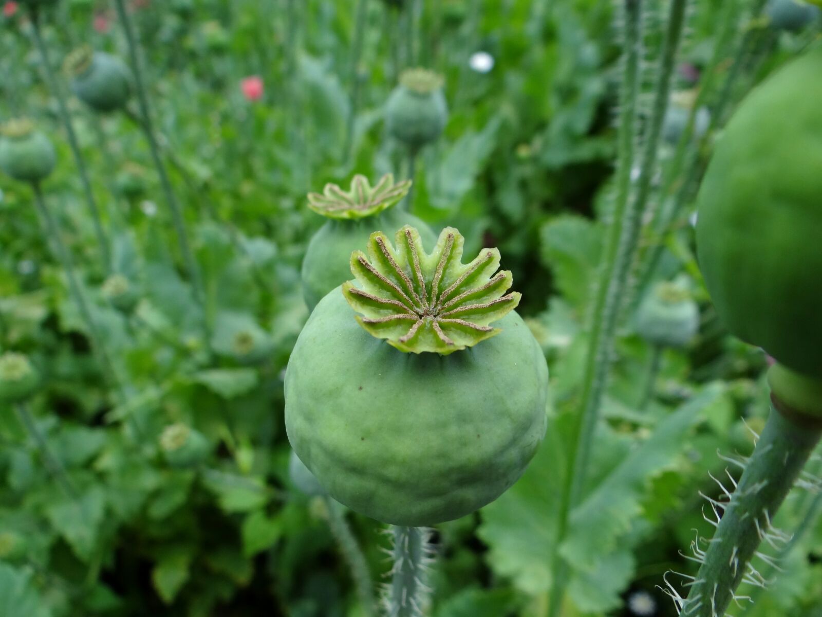 Sony Cyber-shot DSC-HX100V sample photo. Poppy, poppy capsule, green photography