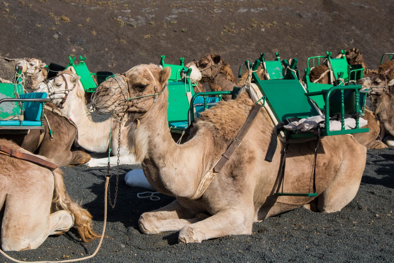 Canon EF-S 18-55mm F3.5-5.6 IS STM sample photo. Camel, lanzarote, camels photography