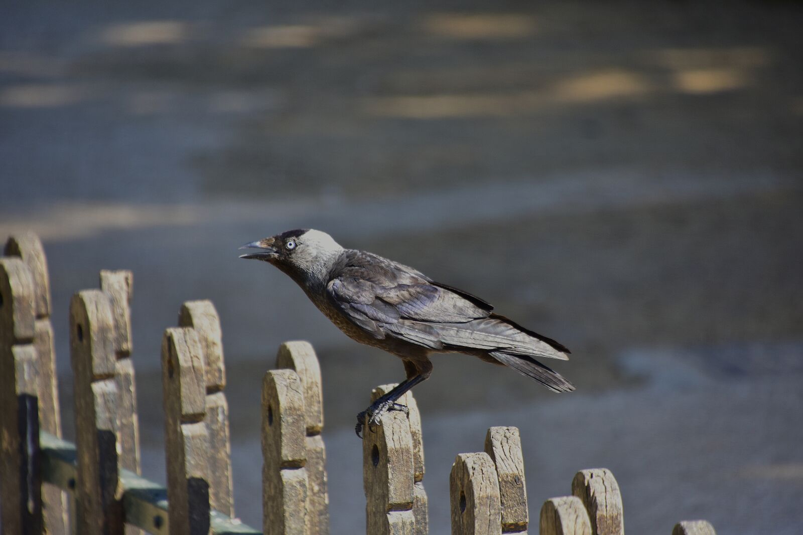 Nikon D7200 sample photo. Rook, black, crow photography