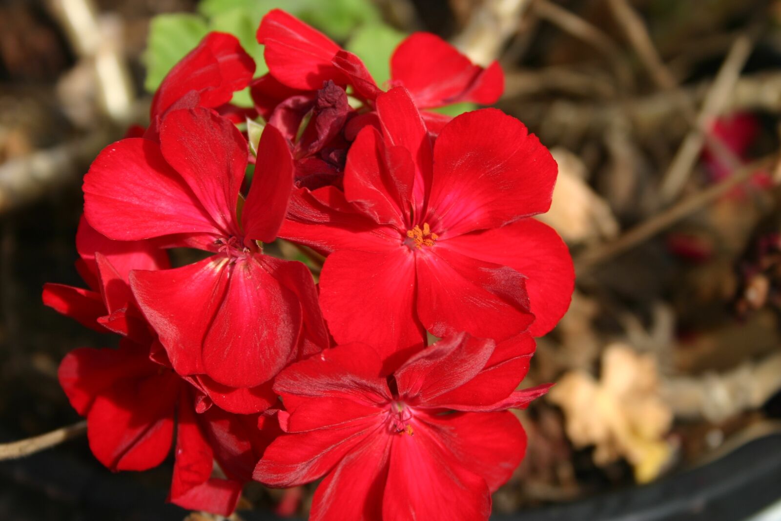 Canon EOS 300D (EOS Digital Rebel / EOS Kiss Digital) sample photo. Flower, red, geranium photography