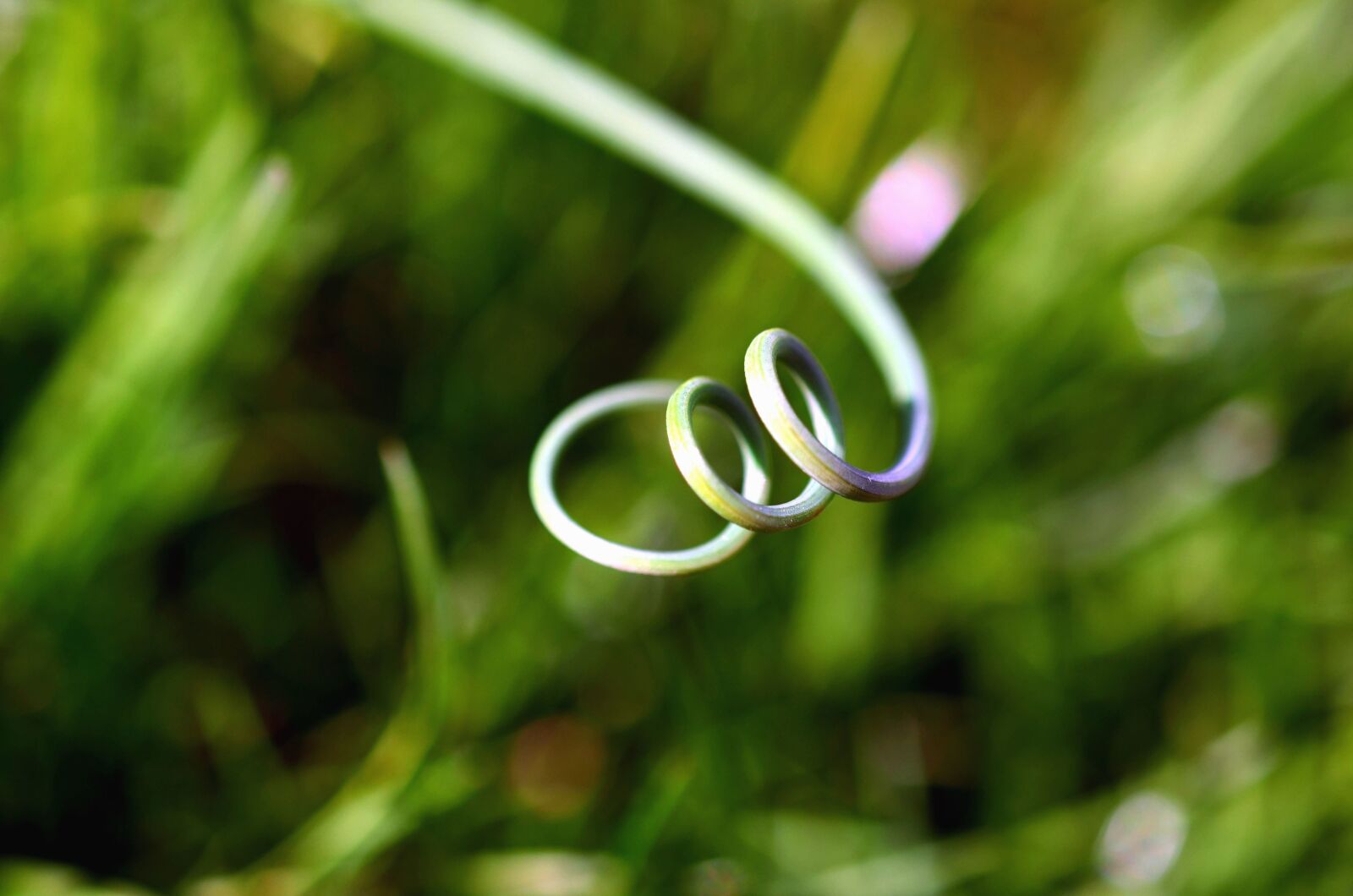 Nikon D5100 sample photo. Creeper plant, spiral, wooden photography