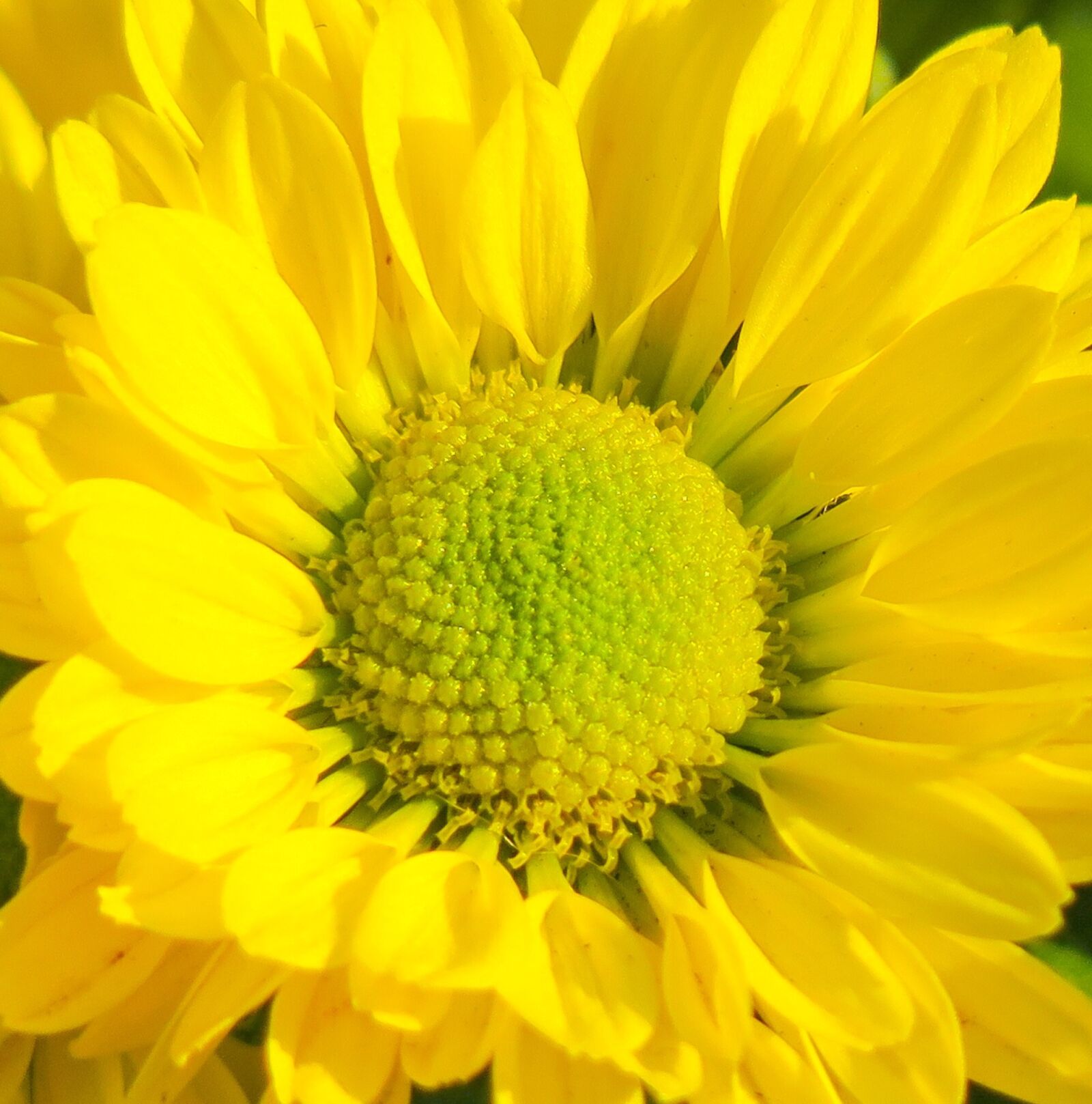 Canon PowerShot G3 X sample photo. Flower, nature, plant photography